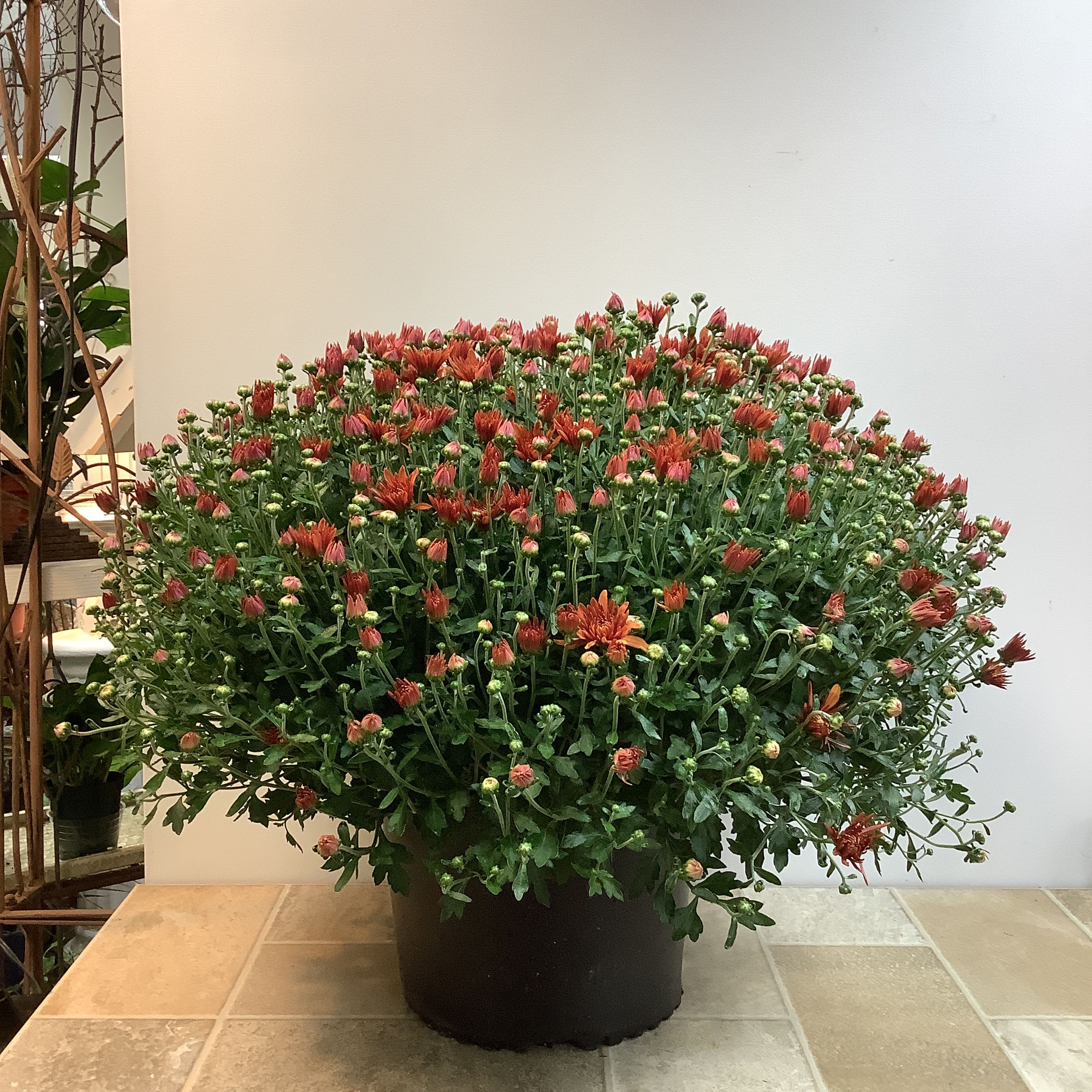 Rust Garden Mum Plant Rust Garden Mum Plant - Brighten up your home or porch with this cheerful rust colored chrysanthemum! Shaped into a full, rounded mound, this hardy mum bursts with vibrant rust blooms and plenty of buds ready to open, ensuring weeks of color. It measures approximately 23” wide x 19” tall.