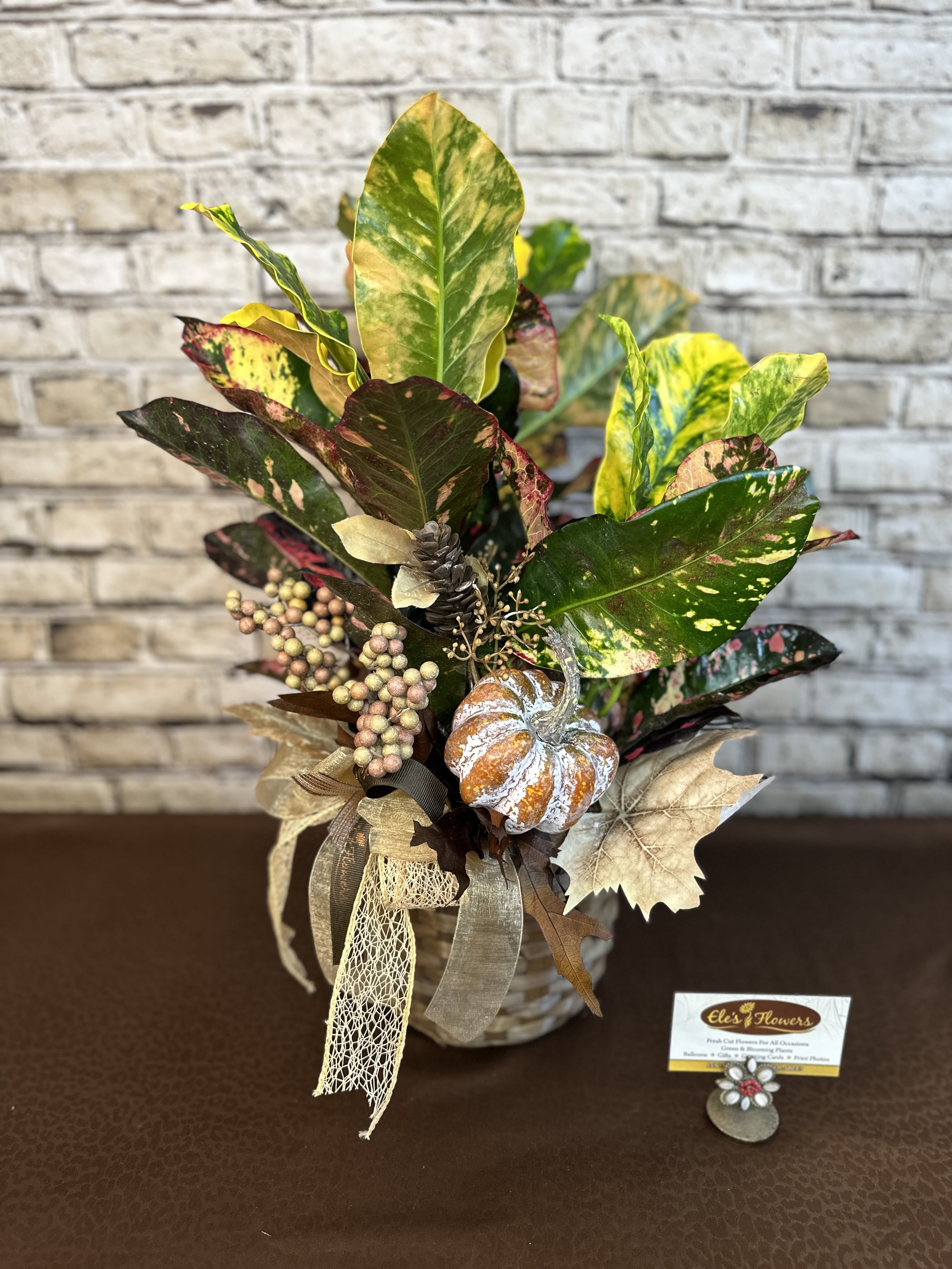 Autumn Croton Plant - 6" Potted Autumn Croton Plant - 6" Potted - Croton plants feature glossy, leathery leaves that are typically large and come in a wide range of vibrant colors and patterns. The leaves can be variegated with shades of yellow, orange, red, green, and purple, often in bold and dramatic combinations. Some varieties have distinct patterns such as stripes, spots, or splotches, adding to their visual appeal. These plants can grow as shrubs or small trees, reaching heights of 3 to 6 feet indoors. They prefer bright, indirect light but can tolerate some direct sunlight. Croton plants thrive in well-draining soil and require regular watering to keep the soil evenly moist, especially during active growth periods. This plant should be kept out of the reach of children and pets. This plant comes with artificial Autumn embellishments to enhance the appearance. Care instructions are provided. Approximate Dimensions: 22"H x 20"W