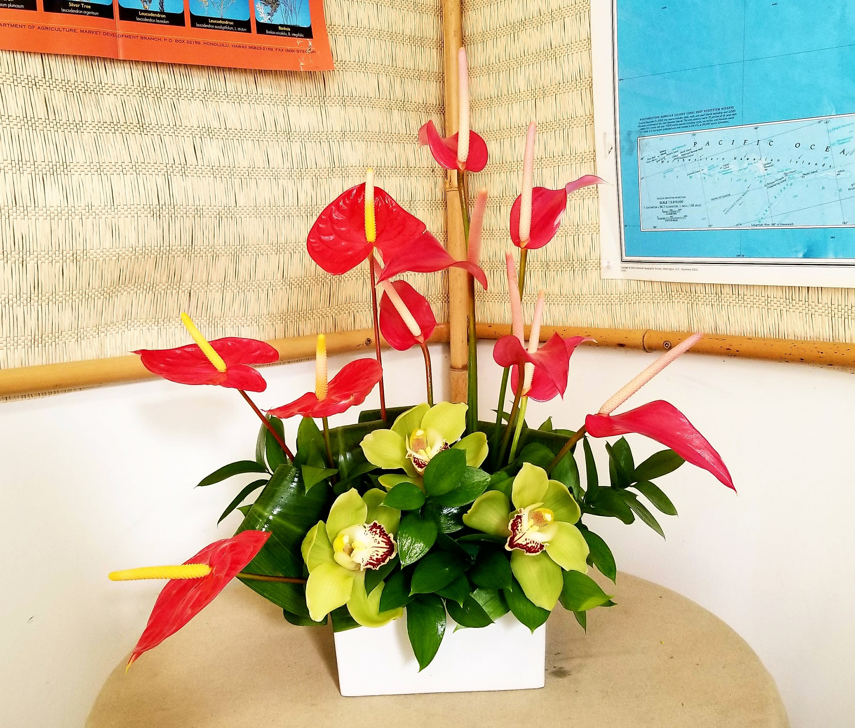 Pahoa Pahoa - 14'' Height