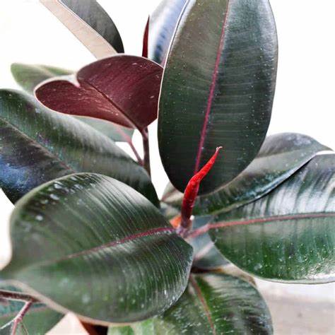 Rubber Tree Plant Rubber Tree Plant - The Rubber Tree Plant has an attractive round to broad-spreading thick leaves are a very glossy green/burgundy.