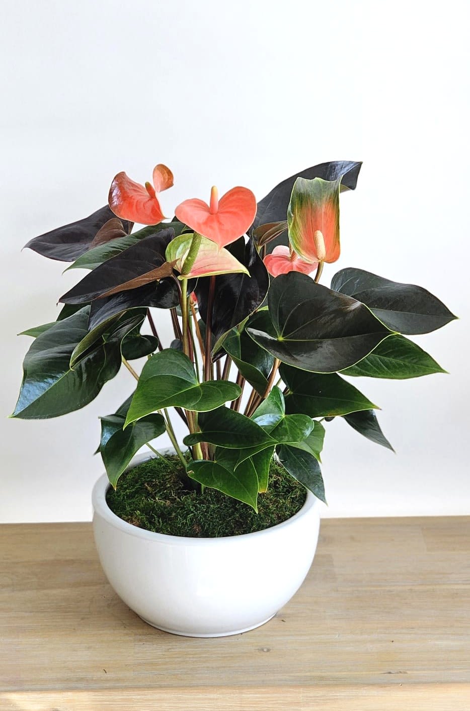 Flamingo Lily  - 19-inch medium Anthurium plant in a simple white ceramic pot. 