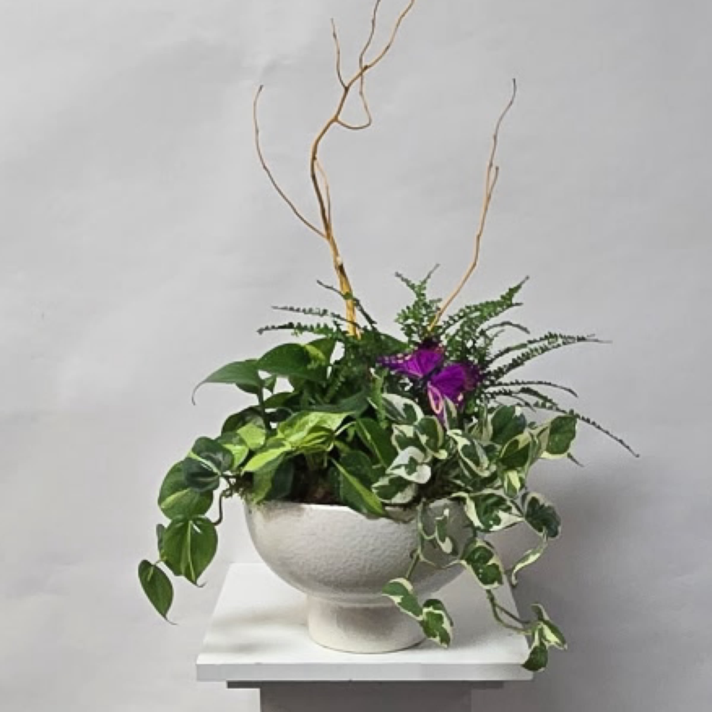 Plant - 2367 - 4 Green Plants in a White Ceramic Container. 