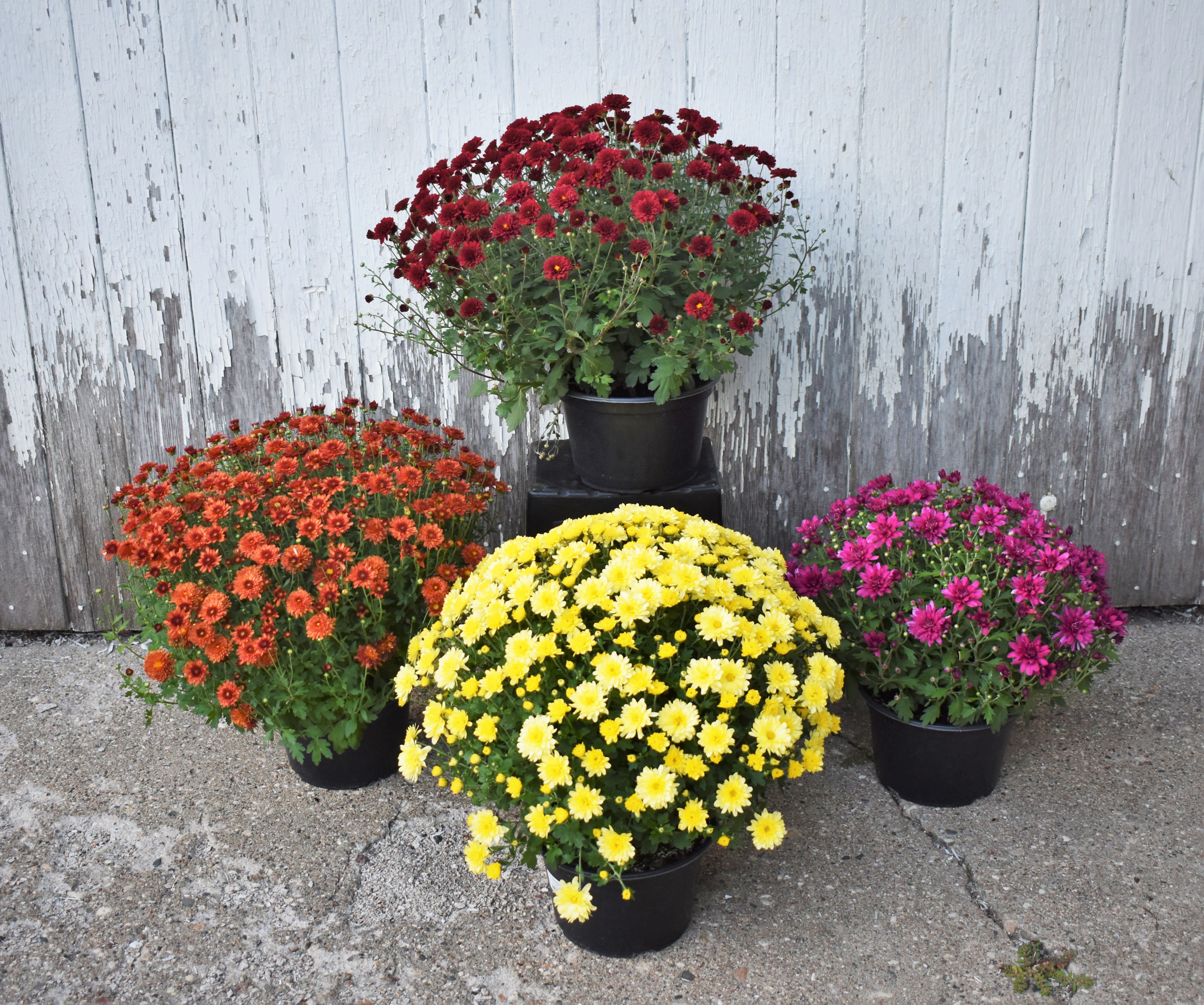 Fall Outdoor Hardy Mums - The perfect way to celebrate autumn is with seasonal plants! Fall Mums come in a variety of rustic colors and are a great way to celebrate any occasion!  Mum plants are delivered in a basket and decorated with fall ribbon and accents. 