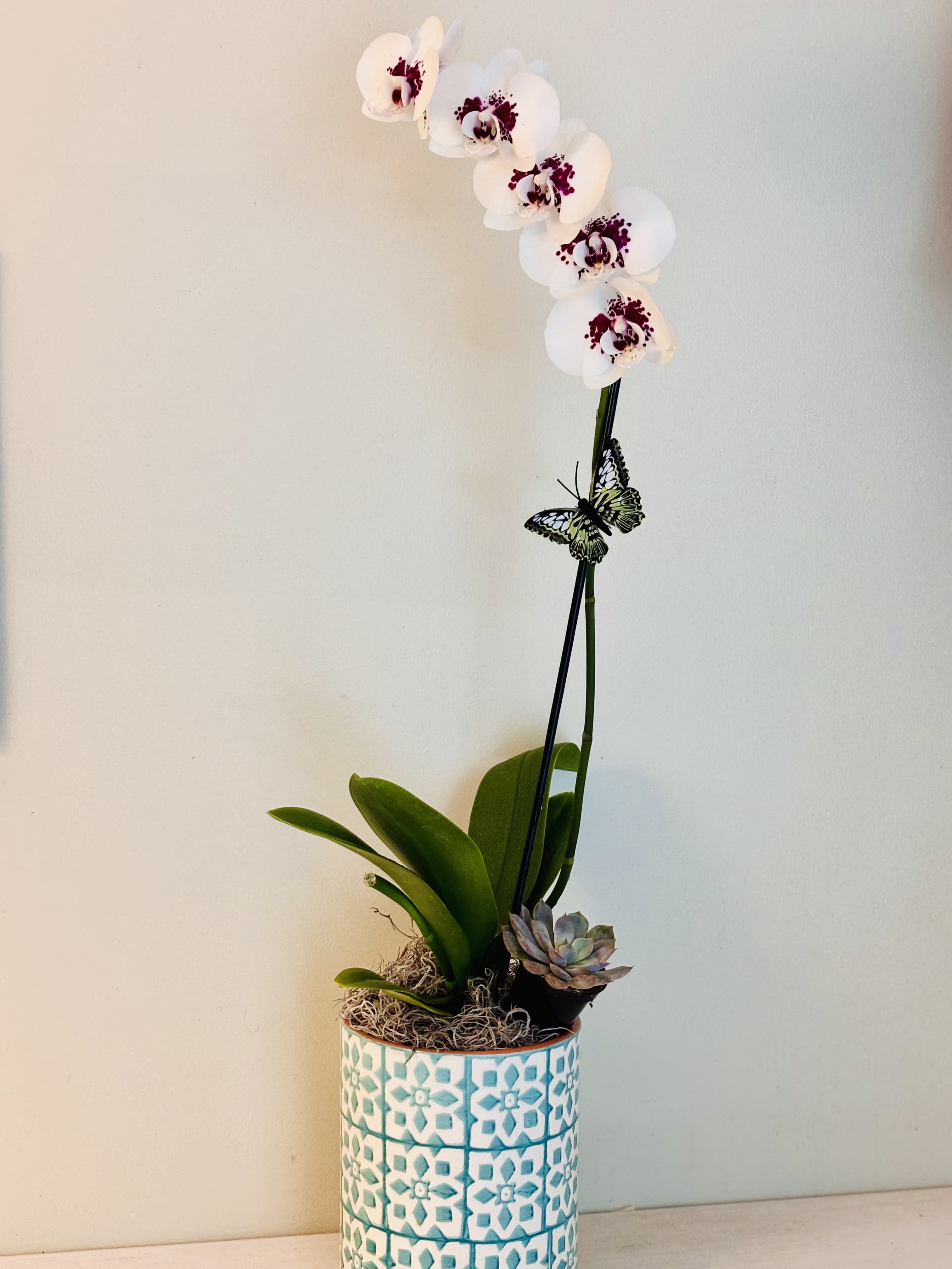 Orchids with succulent  - Include a ceramic vase. Depend with the availability colors.