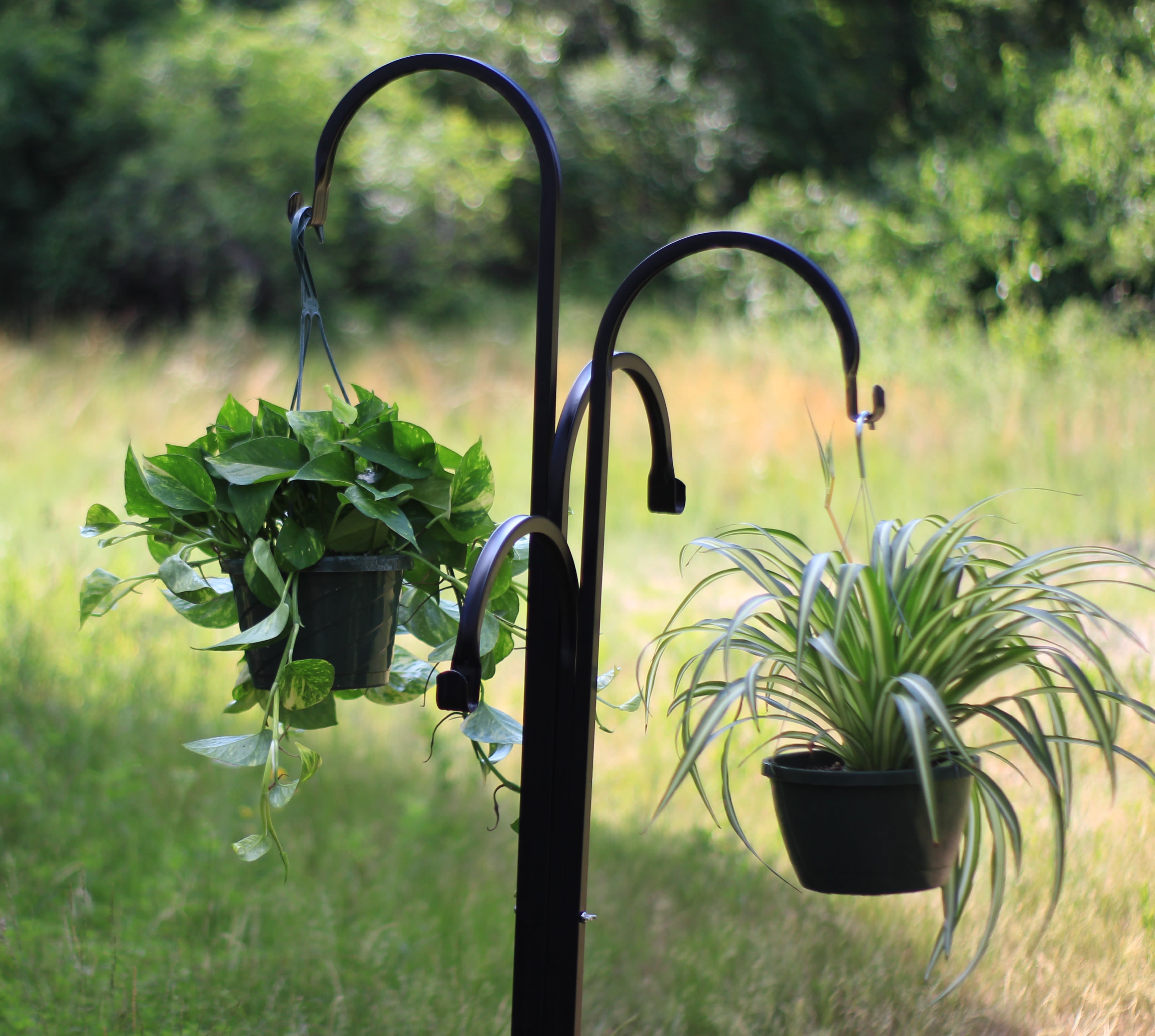 Hanging Air Purifying Foliage Plants - 8 inch hanging plants. Low maintenance indoor natural air purifying plants. Varieties will vary, if looking for something specific please call to check our inventory. Spider, pothos, ivy, philodendrons and Boston ferns are usually available. Spider plants can go outside for the summer months. Standard price is for spider plants. Deluxe and Premium pricing is for other varieties. Please put your selection if you have one in the special instructions.