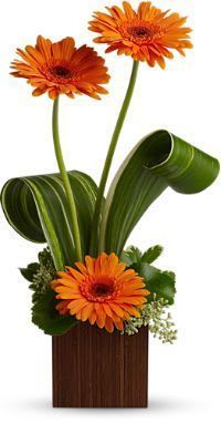 Simply Gerbera Daisies Simply Gerbera Daisies - Sweet and simple! Gerber Daisies arranged with tropical foliage in a wooden box. Great for thank you gifts!
