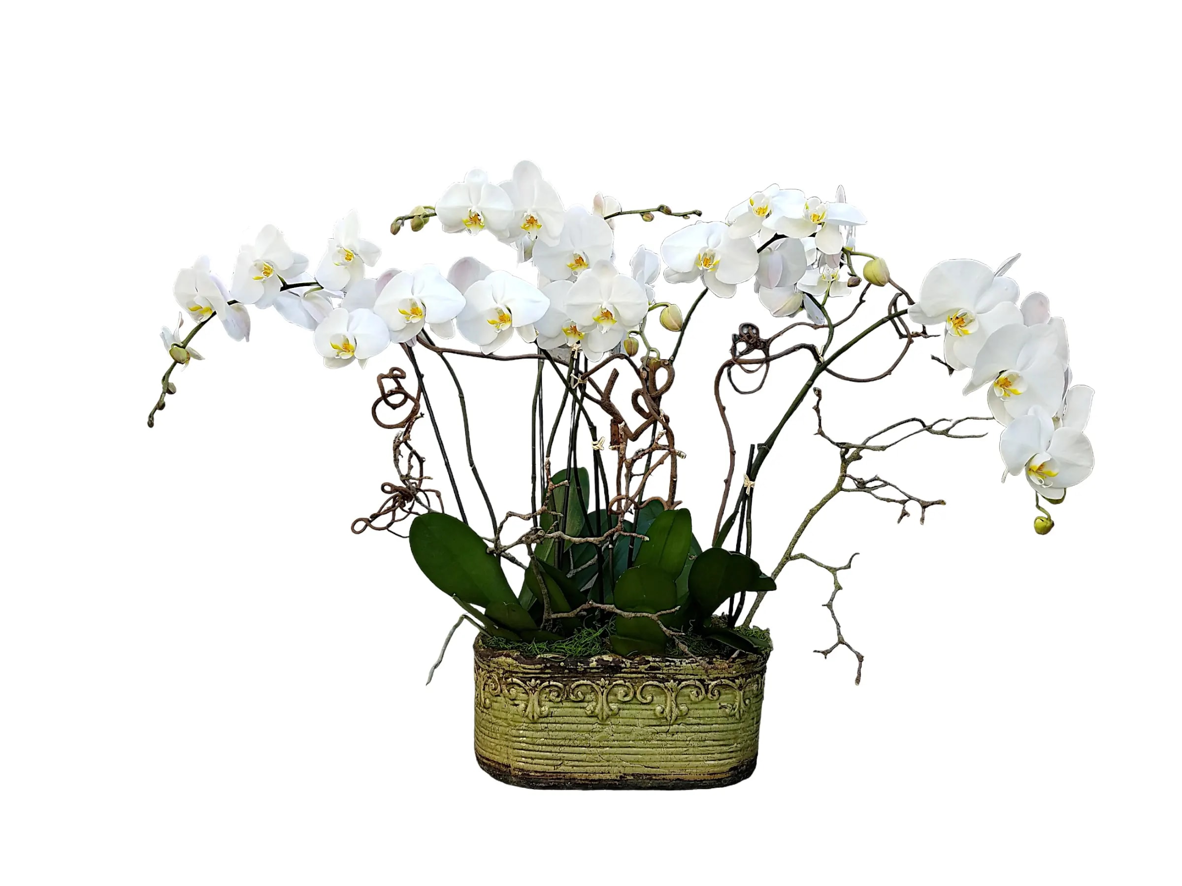 Elegance and Grace Orchid - Three beautiful and large double white phalaenopsis orchids in a rustic green ceramic container. 