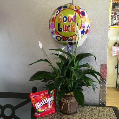 Good Luck Plant &amp; Skittles - As shown