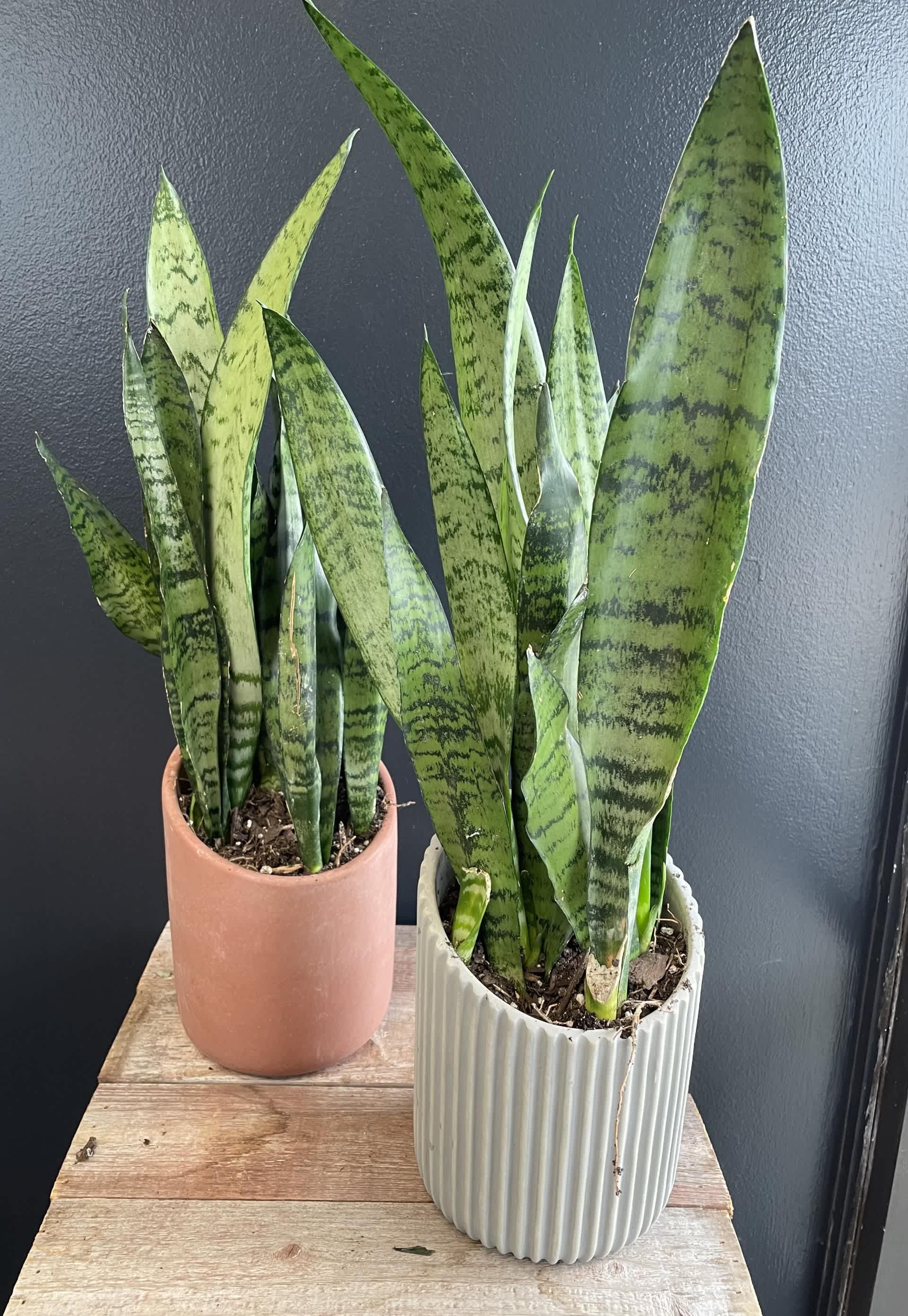 Snake Plant in Ceramic Snake Plant in Ceramic - Sansevieria (commonly known as the snake plant) is a very tolerant plant that is hard to kill. It can survive low light levels, drought, and generally being ignored. They will even reward your neglect by helping to clean the air in your home.