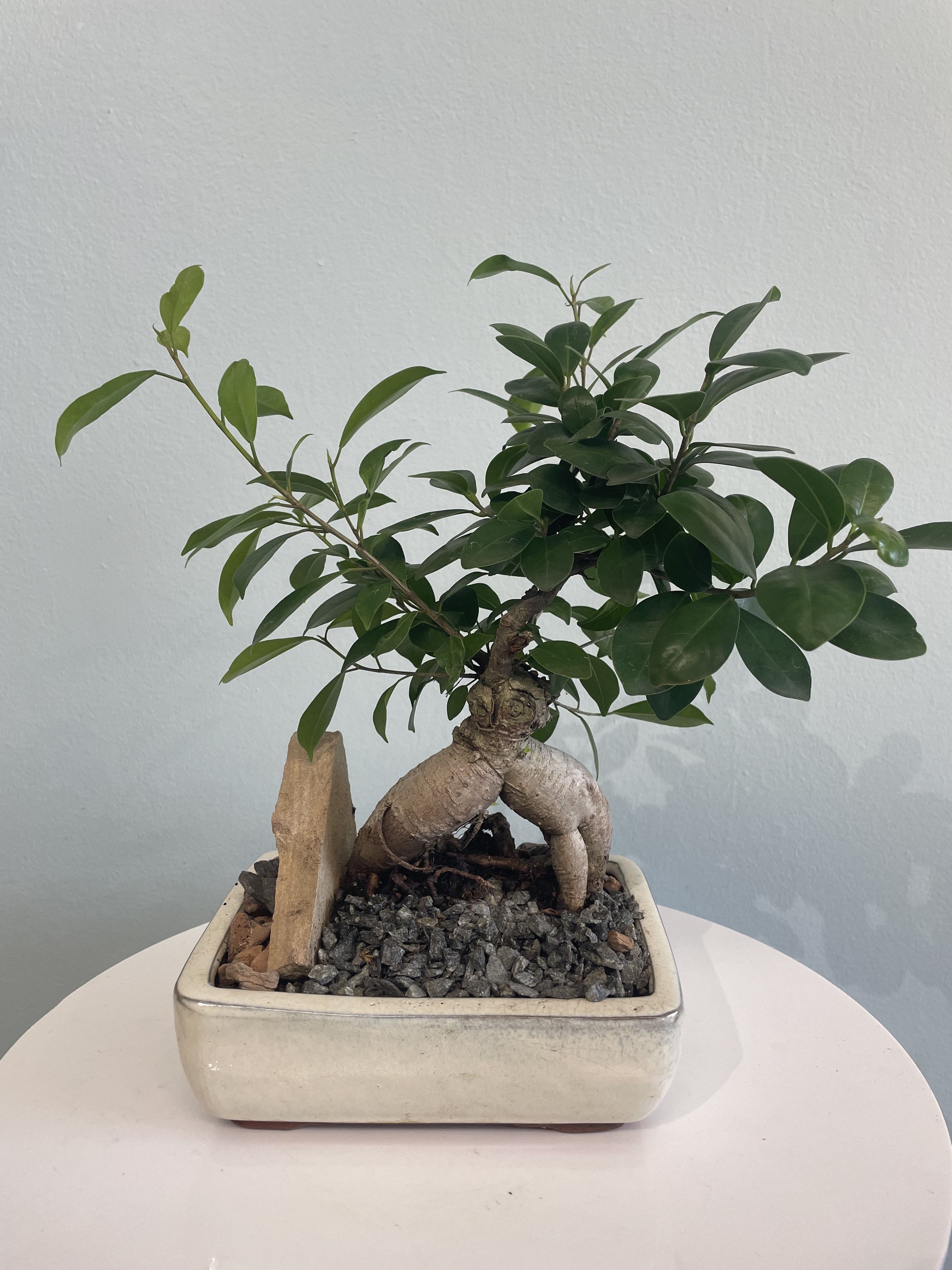 8" Ficus Bonsai Tree 8" Ficus Bonsai Tree - This small Bonsai tree presented in a small ceramic pot is the perfect gift for any plant lover. This tree may come in different shapes and may come in different colored ceramics. This tree adds a zen vibe to any space.