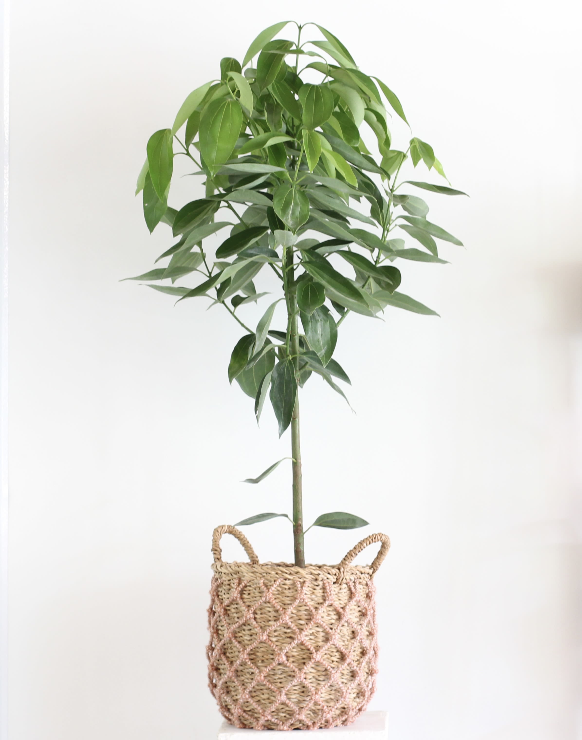 4.5FT Cinnamon Tree - The 4.5FT Cinnamon Tree brings lush greenery and natural charm to any room, presented in a woven basket for a warm, organic touch. With its glossy leaves and upright form, it thrives in bright, indirect light and prefers moderate watering making it a beautiful and easy-care addition to your home.