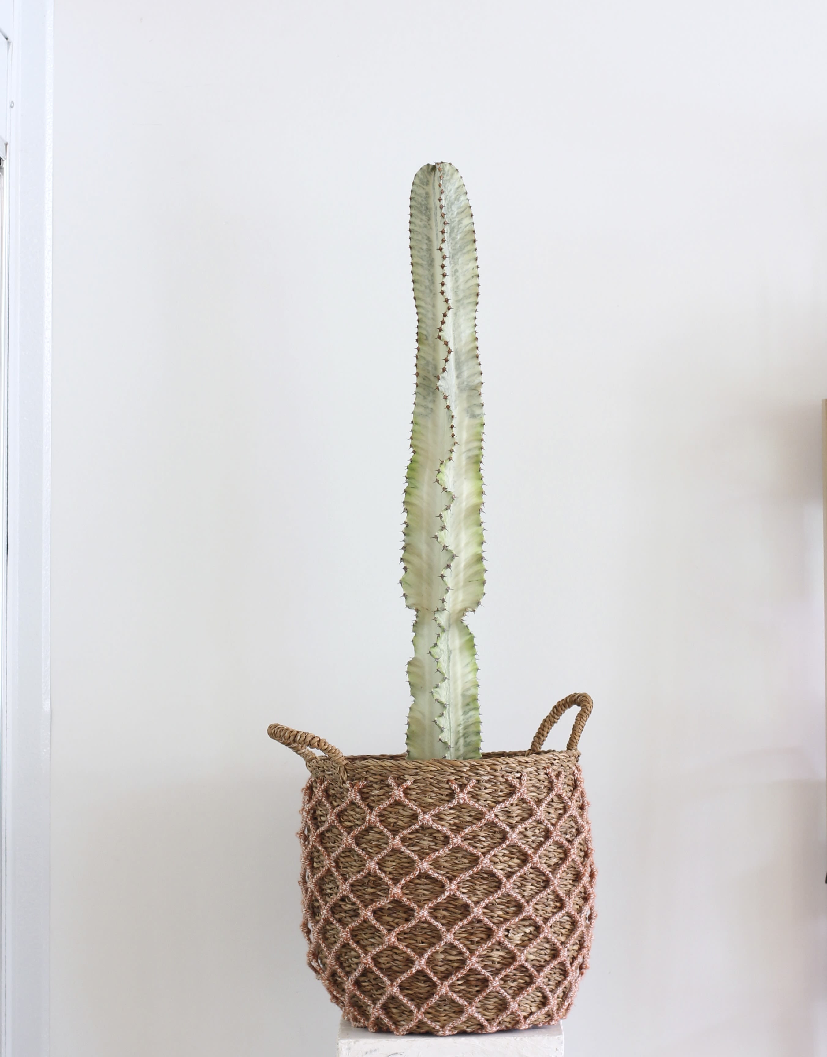 4FT Euphorbia Ammak  - Standing at 47 inches tall, this Euphorbia Ammak dragon bone is a stunning statement piece with bold vertical lines and marbled tones of soft green and creamy yellow. Its unique variegation and striking form create the look of a natural sculpture, exuding elegance and a refined desert aesthetic.  Low-maintenance and visually striking, this Euphorbia is perfect for bright indoor spaces or enclosed patios. Though often mistaken for a cactus, it's actually a succulent with a personality all its own thriving on minimal water and care. Whether placed solo or styled with other desert plants, it adds height, texture, and a distinctly modern vibe to any setting.