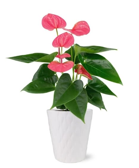 Anthurium Live Plant - PINK (sold out) Anthurium Live Plant - PINK (sold out) - Add tropical beauty to your home with the Just Add Ice 14-18" Tall Pink Sweet Dream Anthurium Live Plant in 5" Moss Topped Ceramic Pot. Known for its long-lasting blooms and also known as a flamingo flower, an anthurium is a sophisticated and elegant choice for plant decorations. Representing hospitality and love, the heart shaped pink flowers add a bright pop of color and make a beautiful addition to any space. This flamingo flower plant is an easy indoor plant! Water once per week and keep your Anthurium in a room with bright, indirect light. Care Instructions: Water your anthurium plant with six ice cubes (1/2 cup water) weekly. Keep in bright, indirect light. Temperatures in the room should remain between 65 degrees F to 85 degrees F, never below 55 degrees F. Avoid placing near drafts.