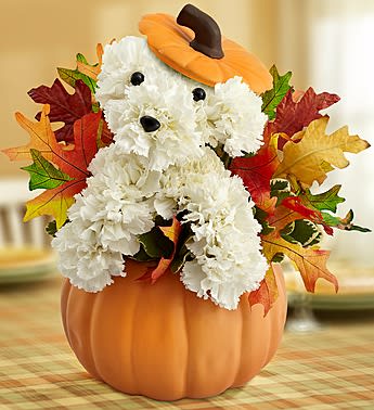 Pumpkin a-DOG-able Pumpkin a-DOG-able - Unleash a season’s worth of smiles with our customer favorite a-DOG-able arrangement! Hand-designed from white carnations and more, this pleasant pooch arrives inside a reusable ceramic pumpkin planter that also makes a great cookie jar or candy dish. It’s a truly original gift for fall birthdays, get-togethers or giving thanks for the pet lovers in your life.