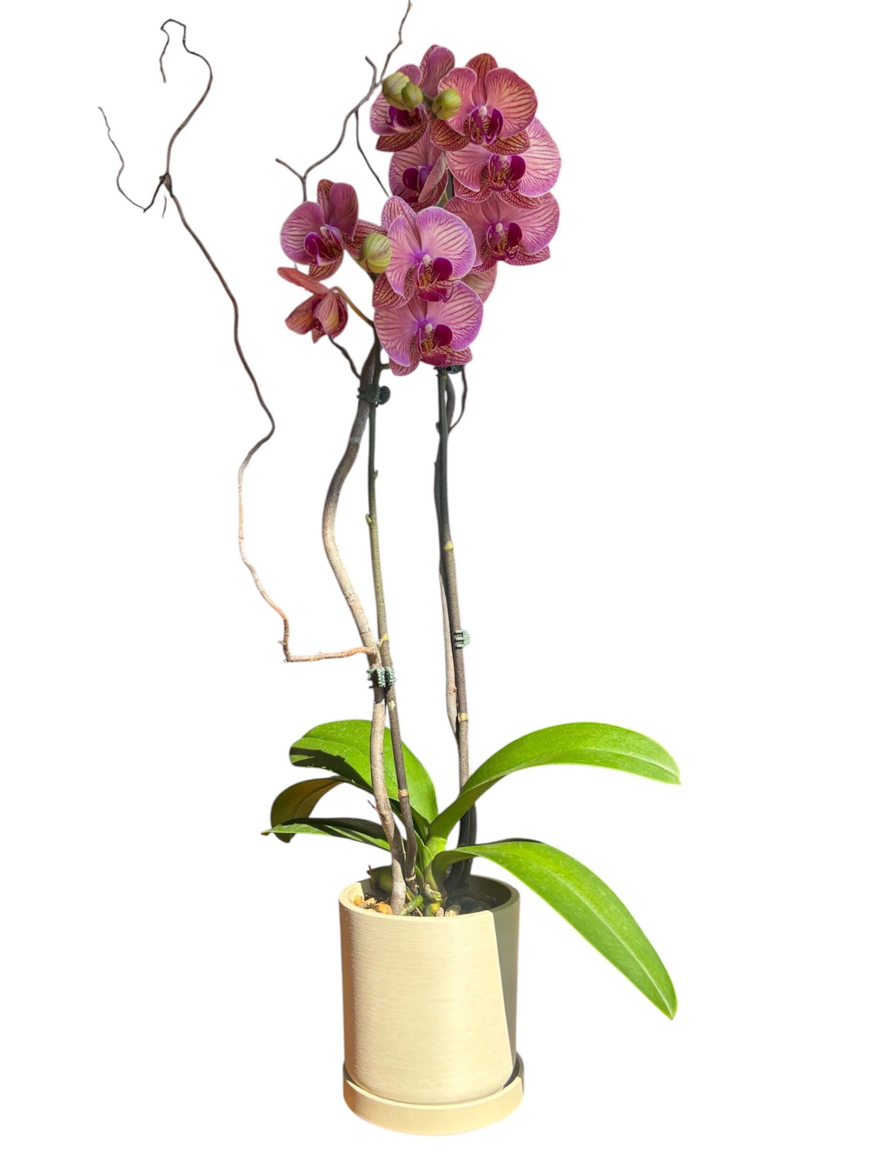 Sweet Peach Orchid - Double the beauty, double the impact. Our two-stem phalaenopsis orchids bring a contemporary touch with a lush cascade of blooms. Perfect for adding a pop of color and natural harmony to your space.  