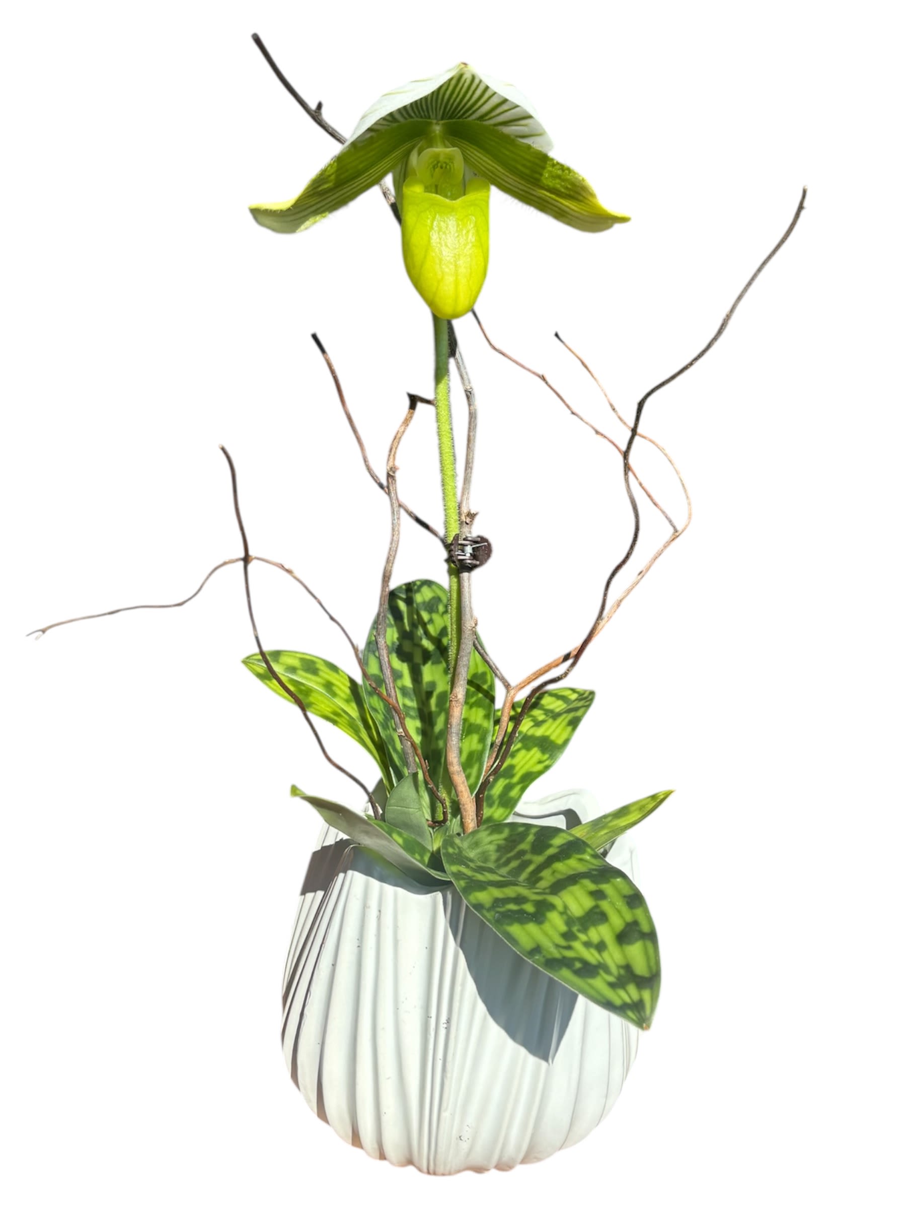Lady Slipper Orchid - A true gem. With its striking pouch-like bloom and sophisticated, intricate patterns, the Lady Slipper orchid is unlike any other. It’s a remarkable and long-lasting houseplant that brings a touch of rare, natural artistry to any space.