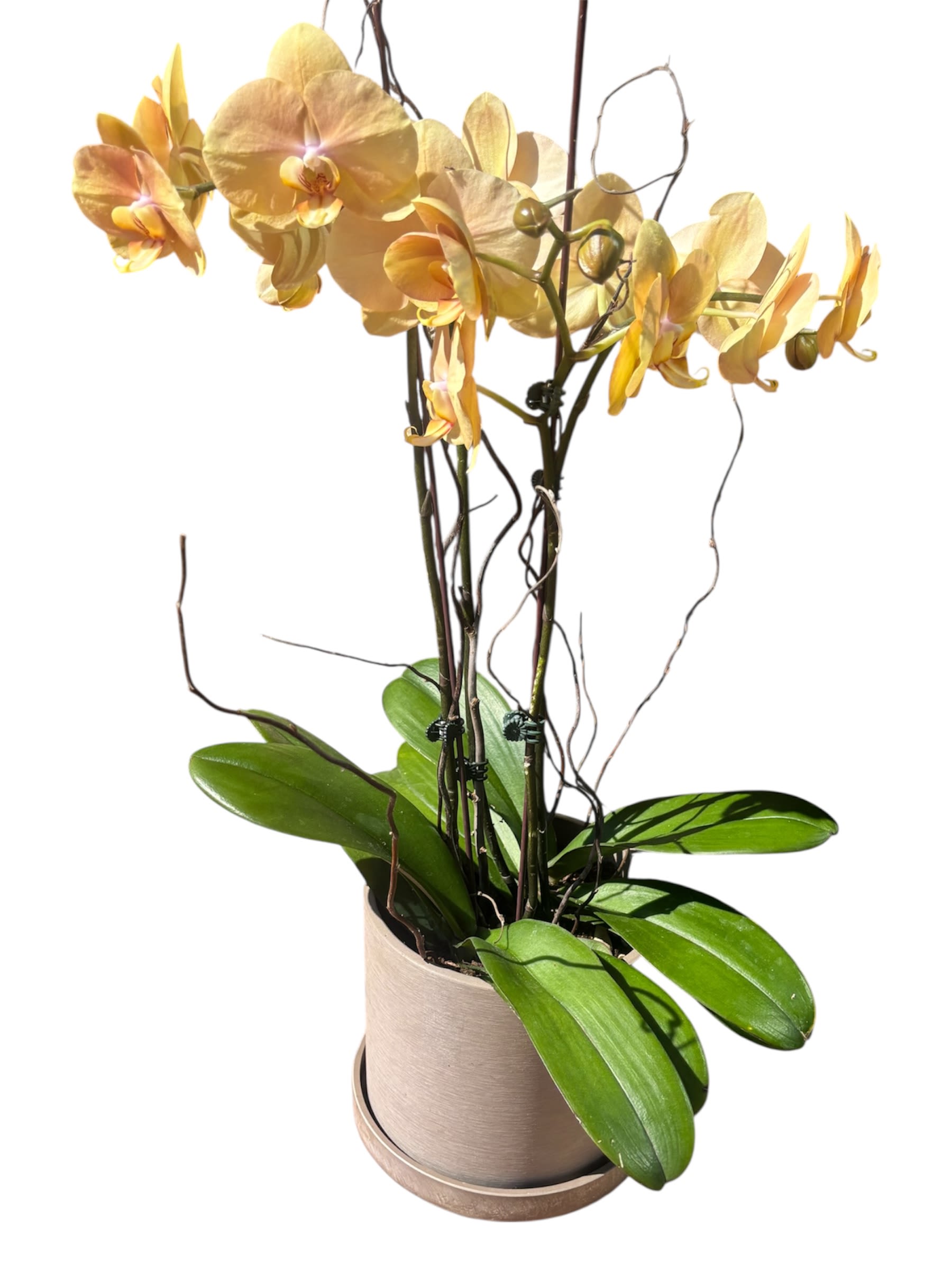 Peach Orchid Plant Peach Orchid Plant - A graceful orchid plant showcasing soft peach petals kissed with rich burgundy tones, creating a warm and romantic palette. Set in a simple pot, the blooms arch elegantly, bringing a touch of tropical sophistication and natural beauty to any interior space. A perfect blend of subtle charm and bold color.