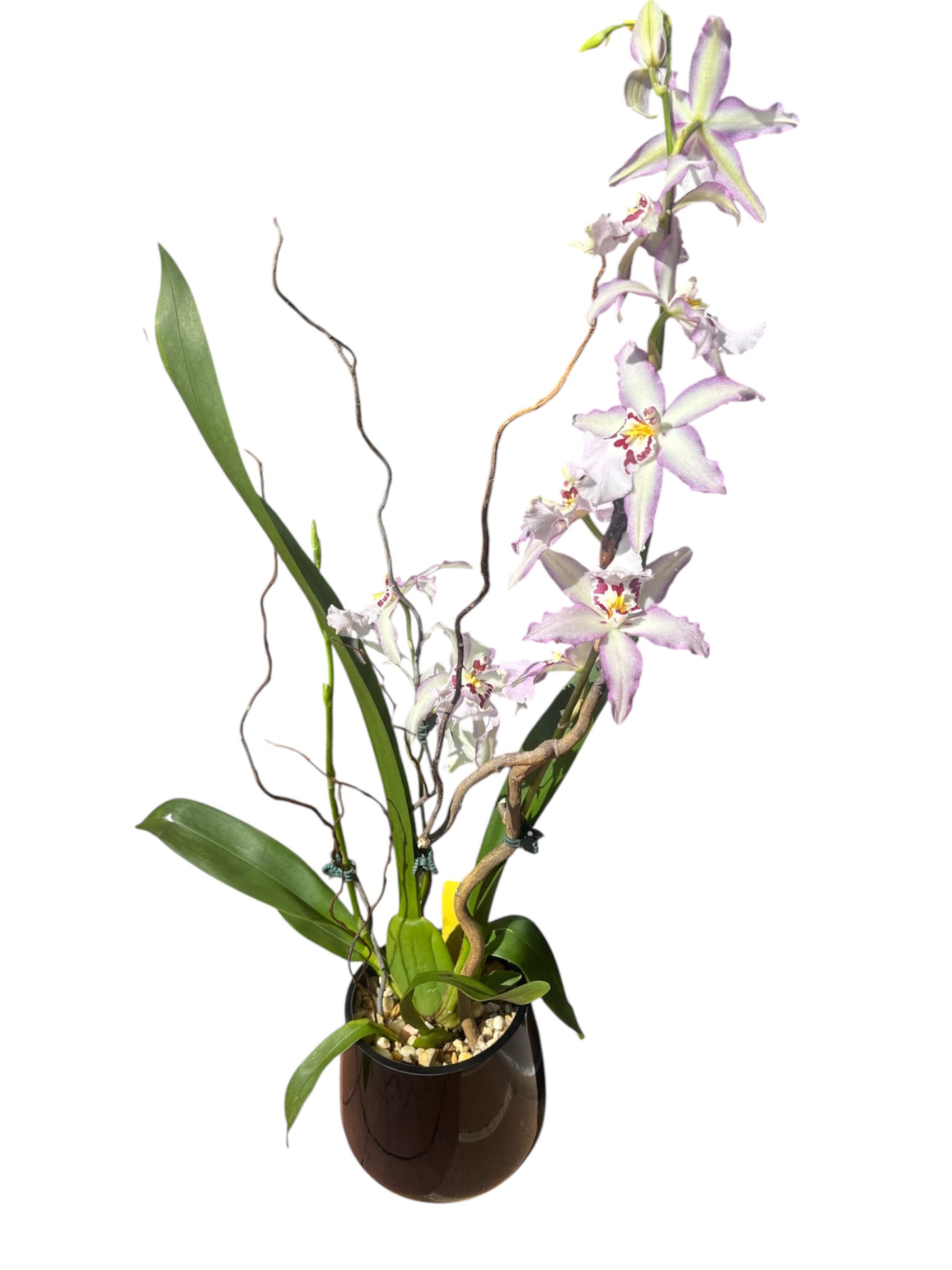 Zygonisia Cynosure Blue Birds Zygonisia Cynosure Blue Birds - A captivating Zygonisia Cynosure 'Blue Birds' orchid displays its enchanting blooms in shades of soft lavender-blue with deep violet accents, evoking the delicate beauty of a twilight sky. Nestled in a sleek glass vase, the plant’s intricate flowers and lush green foliage create a stunning contrast, offering a modern yet ethereal touch to any setting. A true showpiece for orchid lovers and design enthusiasts alike.