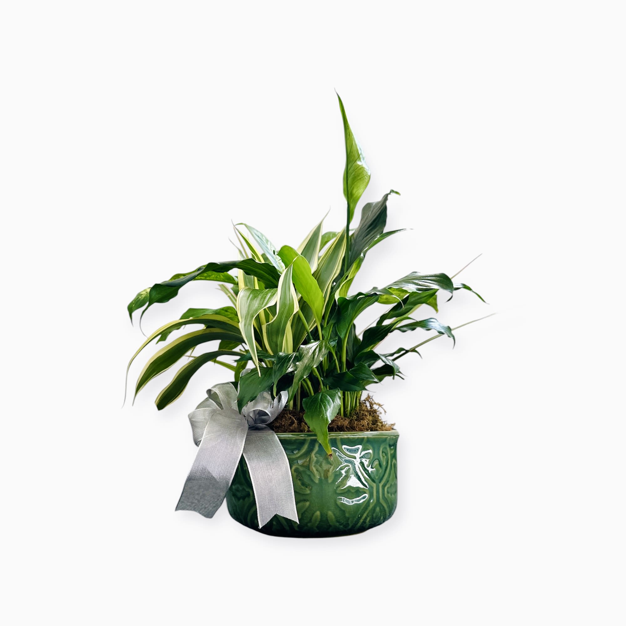 Eternal Harmony - Eternal Harmony A graceful garden of lush greens in a ceramic pot, accented with a silver bow for a timeless sympathy tribute.  8” ceramic dish garden 