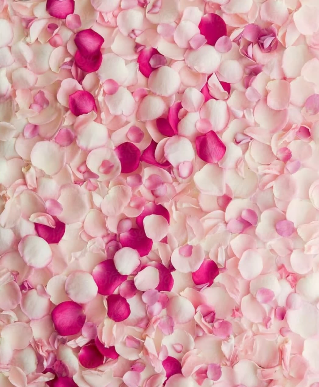 Rose Petals Rose Petals - Rose petals!!! Just Let us know what color you would like <3
