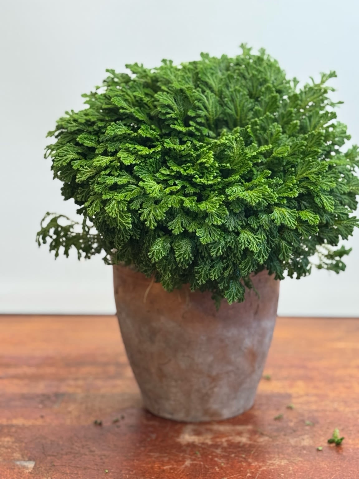 Resurrection Plant in Terracotta Pot – Everlasting Green Wonder - Bring a touch of magic into your home with our Resurrection Plant (Selaginella lepidophylla), presented in a rustic terracotta pot. Known as the “Rose of Jericho”, this unique plant symbolizes renewal, resilience, and everlasting life.  Native to desert regions, the Resurrection Plant has an extraordinary ability to survive complete dryness by curling into a ball—only to come back to life with lush green foliage when watered. It’s the perfect conversation piece, symbol of hope, or gift for someone starting a new journey.     •     Easy to Care For – Thrives in indirect light and moderate watering     •     Symbolic Meaning – Renewal, rebirth, and good fortune     •    