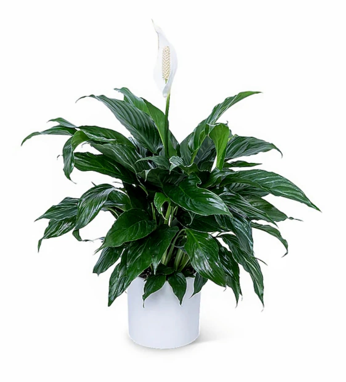 Modern Spathiphyllum (Peace Lily) Modern Spathiphyllum (Peace Lily) - A tall reaching spathiphyllum plant, also known as a peace lily, set in a modern planter white ceramic planter. This medium sized Peace Lily is easy to grow and is known for it's air toxin removing properties. Popular sympathy choice for the home or service. SIZES- Standard: Small Deluxe: Medium Premium: Large