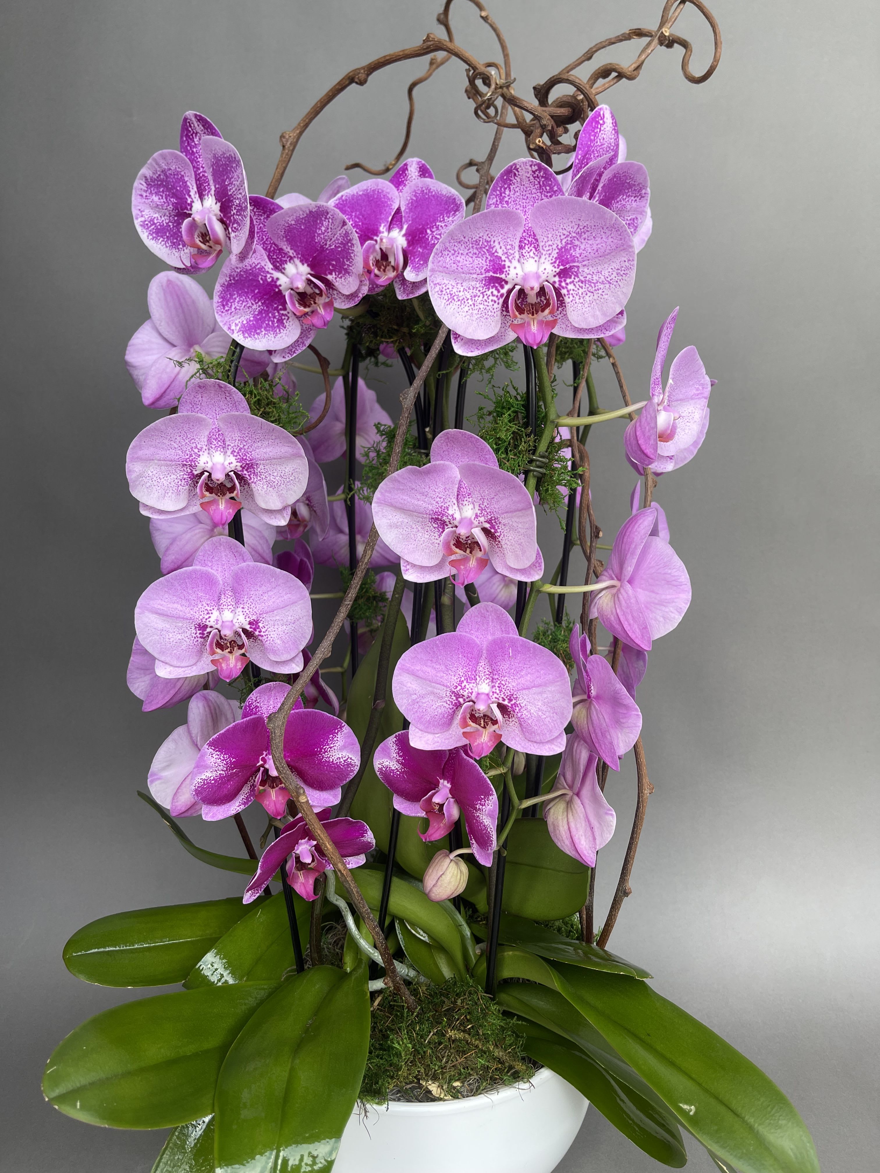 SOLD OUT. Purple Orchid Garden.  - This is one of our new stunning designs. This will include four large purple orchids. Some may be cascading; some may not. This is all depending on what is in season and availability. Thank you for choosing Mercedes Flowers
