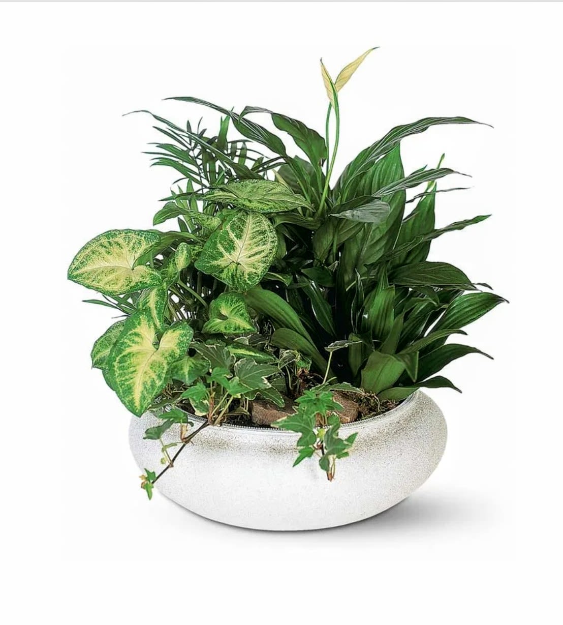 Medium Dish Garden Medium Dish Garden - A lovely mixed green plant dish garden perfect for indoor or outdoor patio, weather permitting of course! It's a great choice for housewarming, sending get well wishes or sympathy ocassions. Plants and containers may vary and are based on availability. We carefully hand curate and pot all of our plants and will use the freshest selection available. Measures approx. 11" tall and 11" wide Orientation: All around