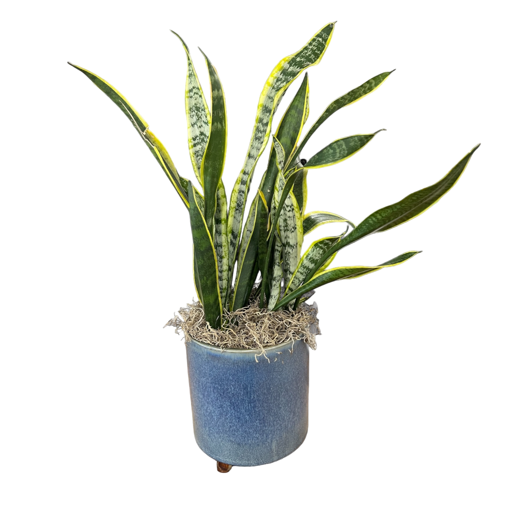Shaded Serenity Plant Shaded Serenity Plant - Elevate your space with Shaded Serenity, a handpicked potted plant that thrives in low to medium indirect light. Featuring a vibrant, healthy plant paired with a designer-chosen pot, this combination brings a touch of nature's beauty and refinement to your home. Perfect for brightening up living areas, workspaces, or any shaded spot, it offers both visual appeal and a calming presence, making it an ideal addition to your décor.