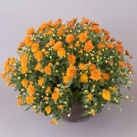 9&quot; Potted Mum - 9&quot; Fall mum in assorted colors. Std. version is without a pot cover (nursery pot). Upgrade to a basket or burlap pot cover
