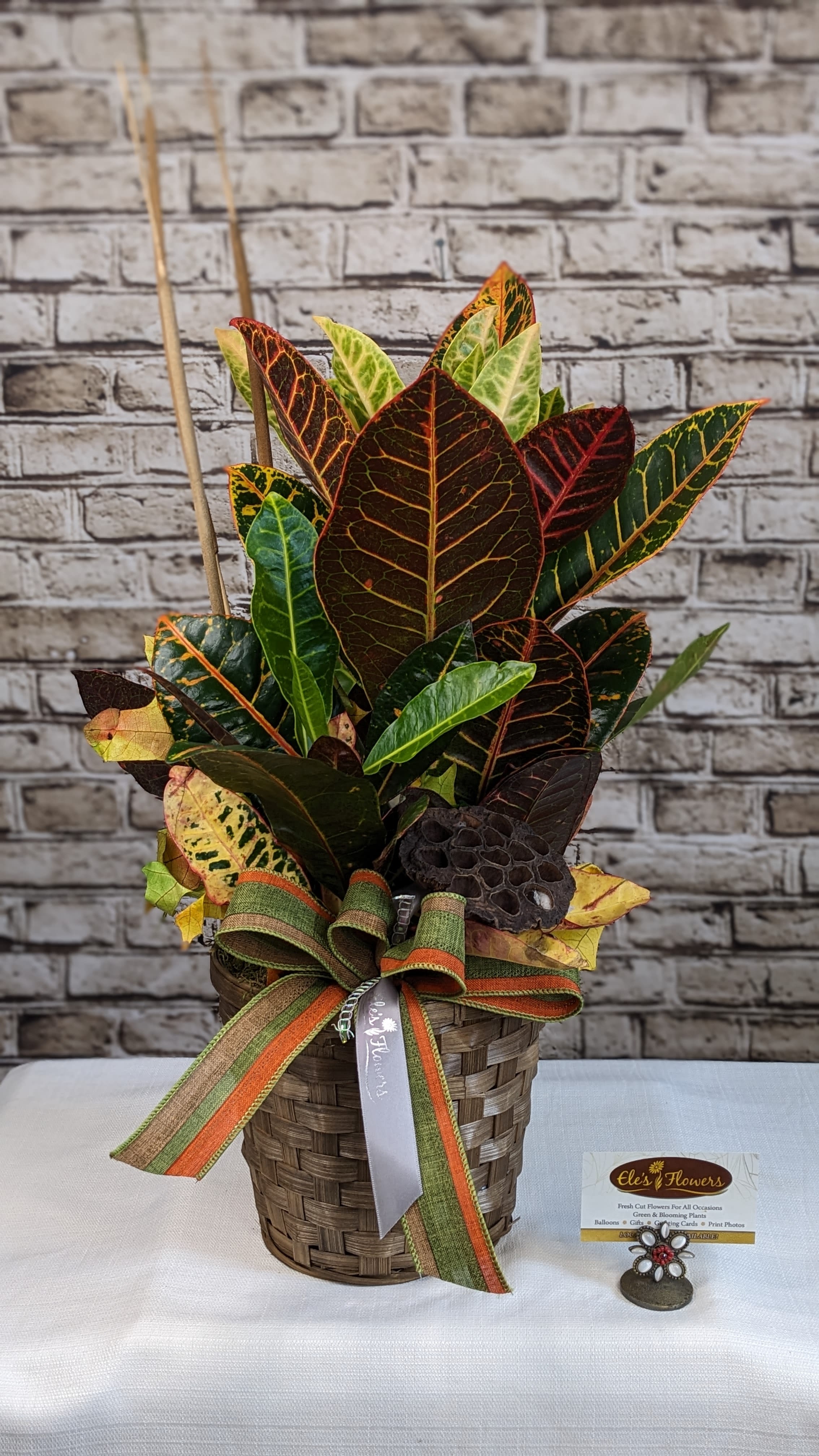 Croton Planter Cattails-  6&quot; Potted  - Croton plants feature glossy, leathery leaves that are typically large and come in a wide range of vibrant colors and patterns. The leaves can be variegated with shades of yellow, orange, red, green, and purple, often in bold and dramatic combinations. Some varieties have distinct patterns such as stripes, spots, or splotches, adding to their visual appeal.  These plants can grow as shrubs or small trees, reaching heights of 3 to 6 feet indoors. They prefer bright, indirect light but can tolerate some direct sunlight. Croton plants thrive in well-draining soil and require regular watering to keep the soil evenly moist, especially during active growth periods. This plant should be kept out of the reach of children and pets.   Care instructions are provided. Approximate Dimensions: 24&quot;H x 11&quot;W