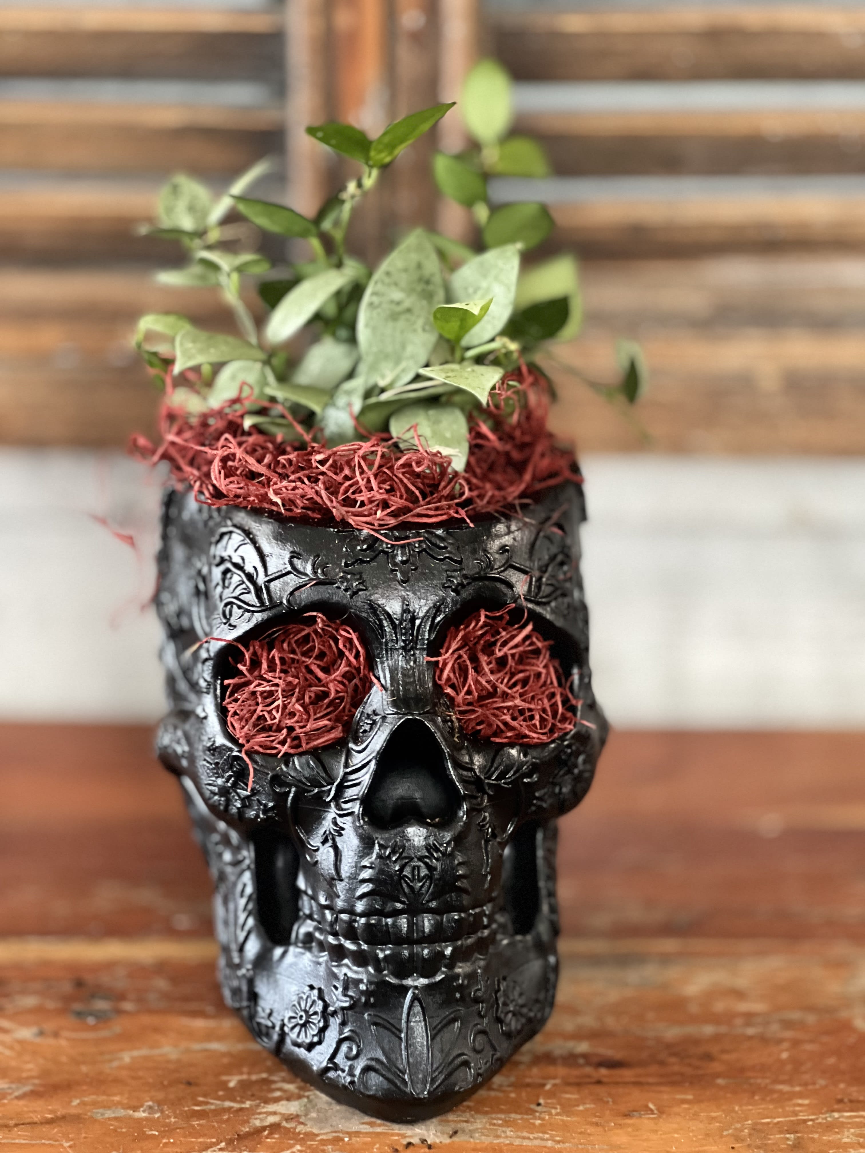 Hallosucculent  - Ceramic Skull with fresh succulent