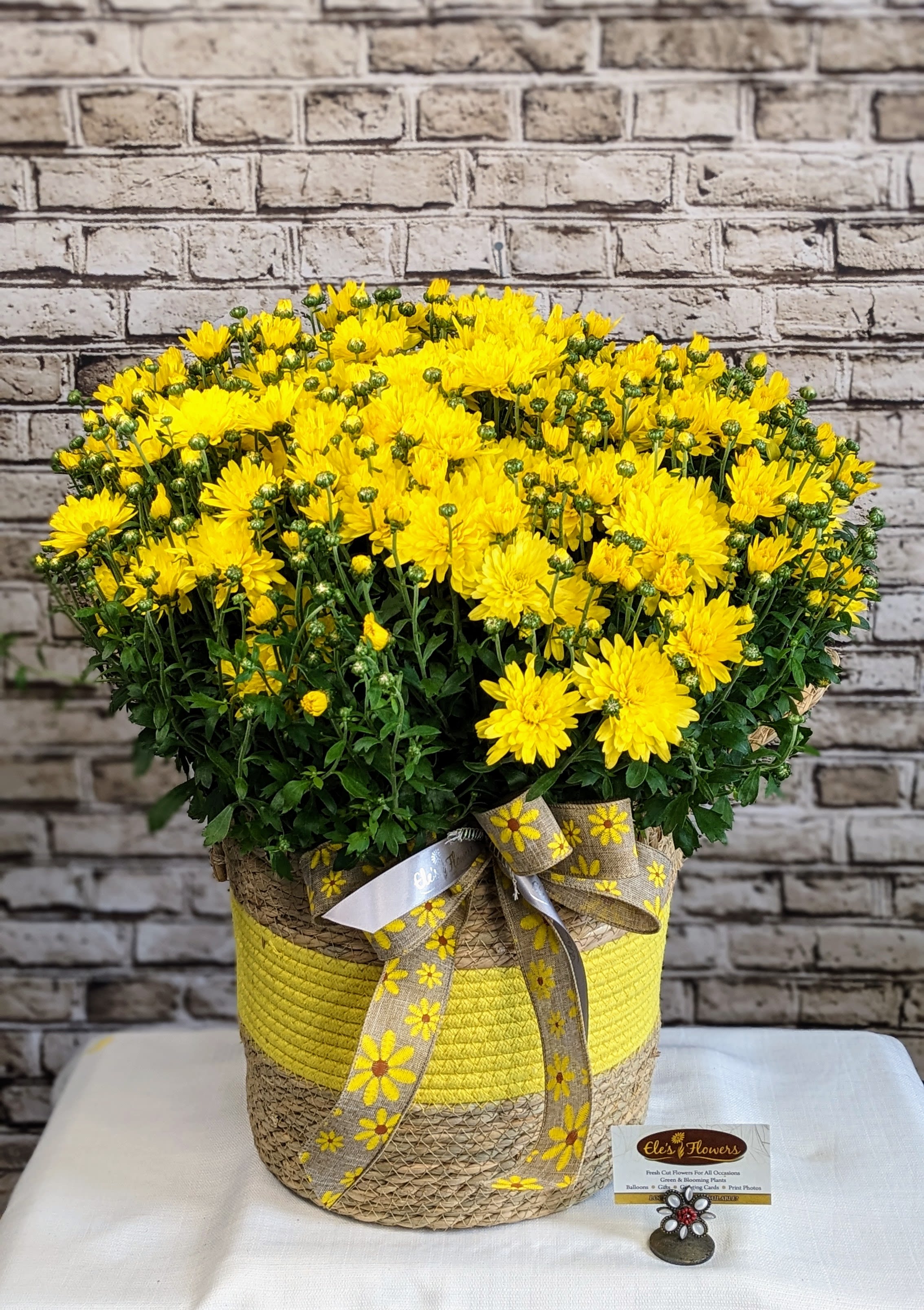 Patio Mum Basket - 10" Planter Patio Mum Basket - 10" Planter - Our Patio Mum is locally grown in Stanley and a seasonal favorite known for its dense clusters of vibrant, daisy-like flowers in warm autumn hues such as deep reds, golden yellows, oranges, and purples. With its lush, mounding habit and long-lasting blooms, this hardy chrysanthemum brings a burst of color to gardens, patios, or entryways during the cooler months. Perfect for adding a festive touch to outdoor or indoor spaces, this mum is a versatile choice for autumn décor and creates a welcoming, cozy atmosphere. Great for sheltered porches and front steps free from rain. This option is available in yellow. Approximate Dimensions: 23-26"H x 23-26"W
