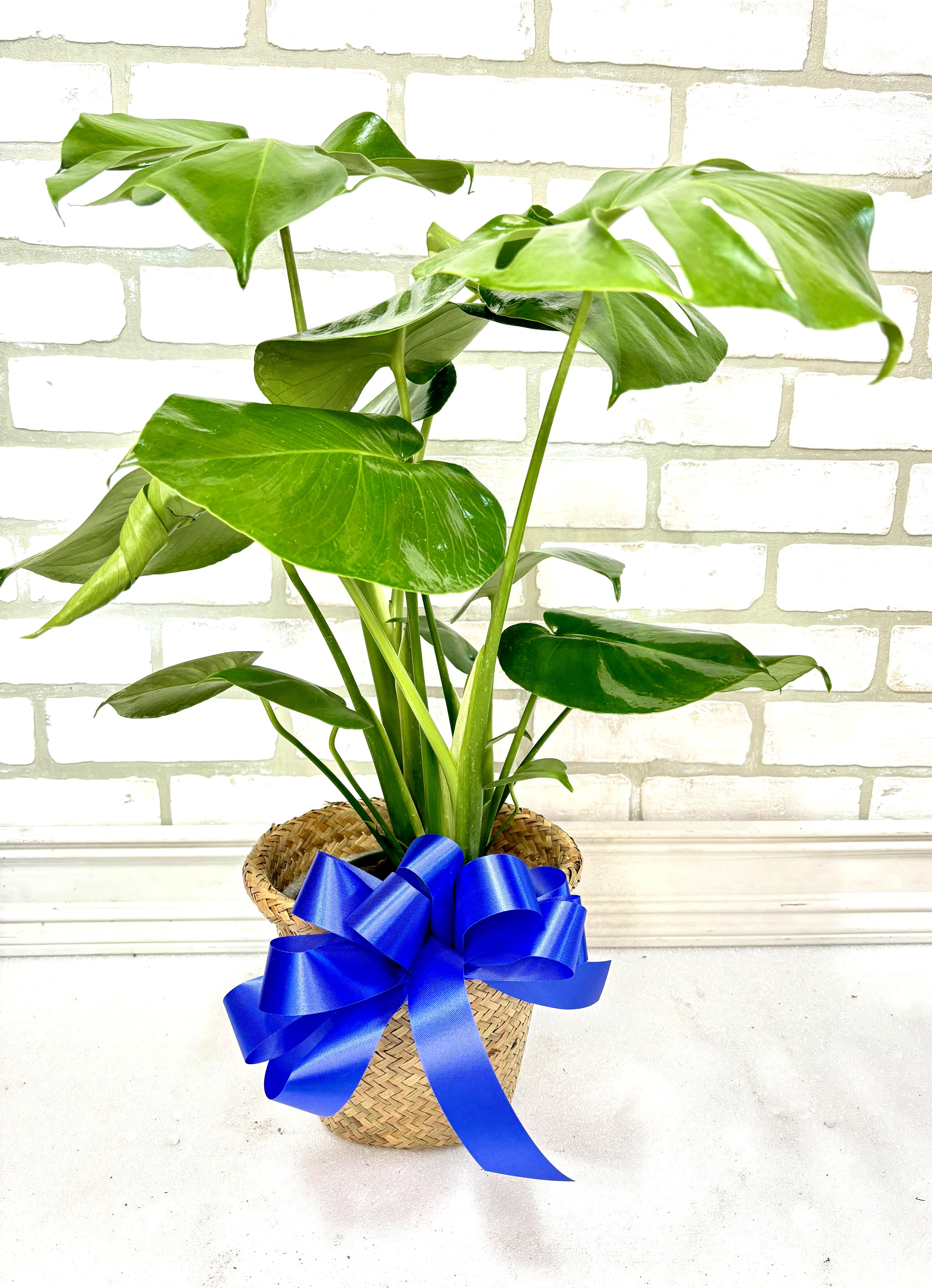 Philodendron Plant - A full spilt leaf breed of philodendron.