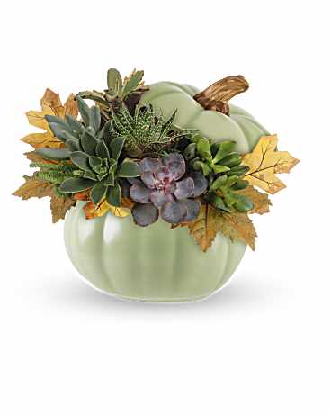 Sage Pumpkin Succulent Garden - This delightful fall arrangement of assorted succulents is sure to attract compliments, nestled inside a charming sage pumpkin accented with hand-painted details.