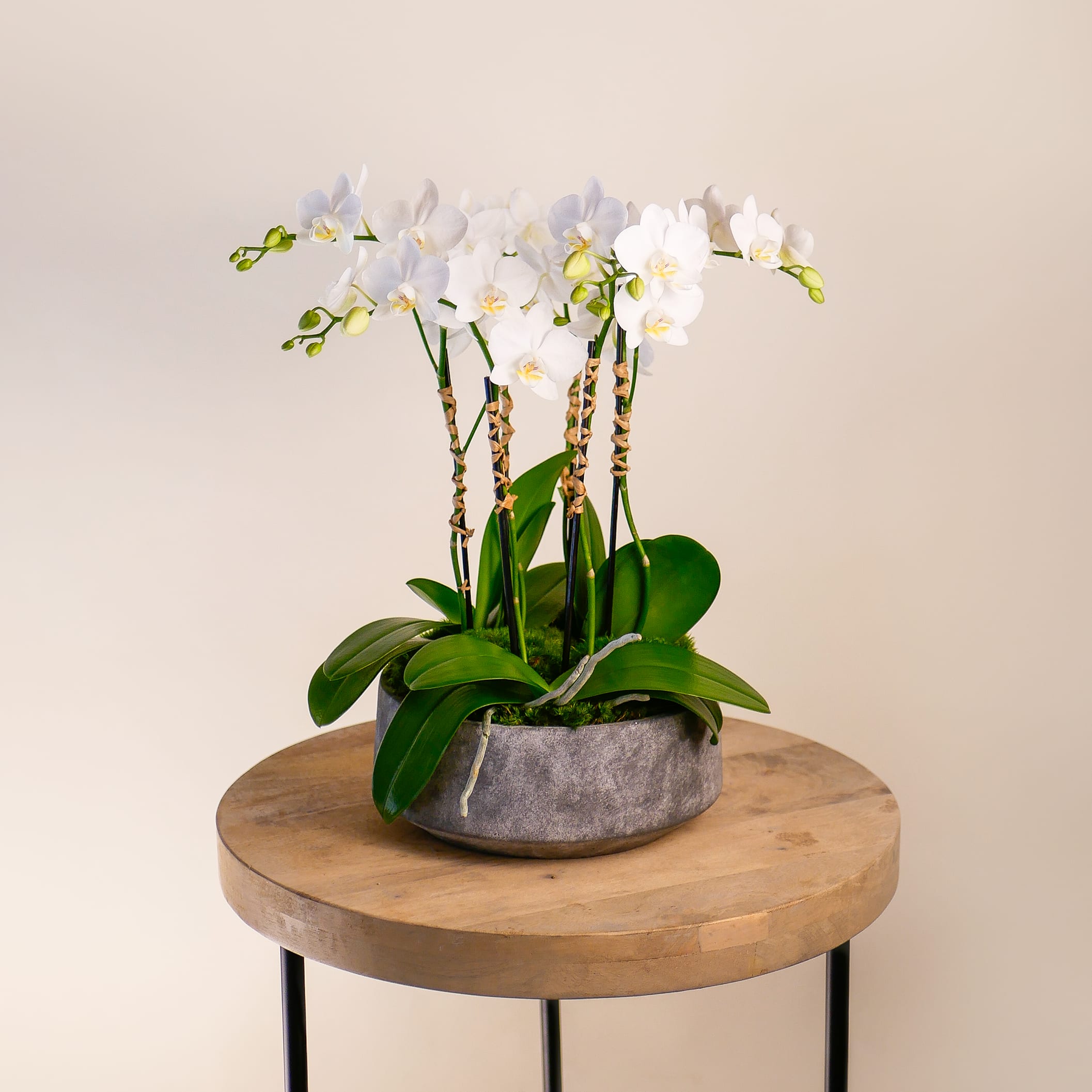Carmelina Carmelina - This long-lasting arrangement features a 3 plants of double spiked white mini-orchids, adorned with raffia braiding in a low stone container and moss.