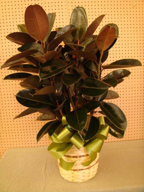 Rubber Tree In Wicker Basket Medium - Rubber Tree  Medium In Wicker Basket With A Bow
