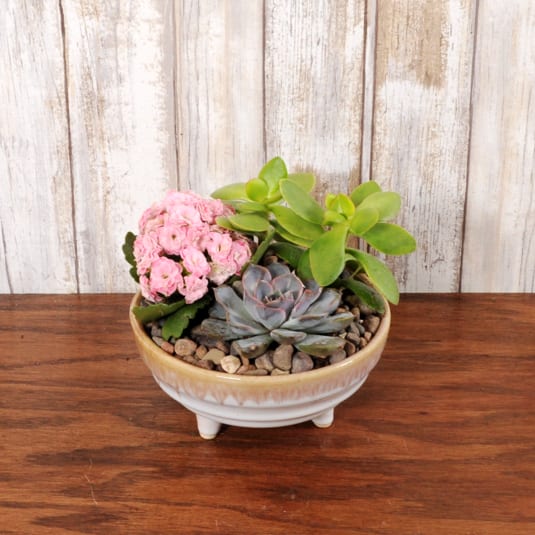 Sweet Succulent - Textured ceramic pot with stand containing vibrant succulents.