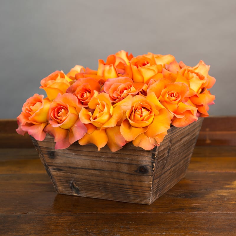 LAVISH COFFEE BREAK ROSES - 2 DOZEN ECUADORIAN COFFEE BREAK ROSES IN A NATURAL WOOD BOX