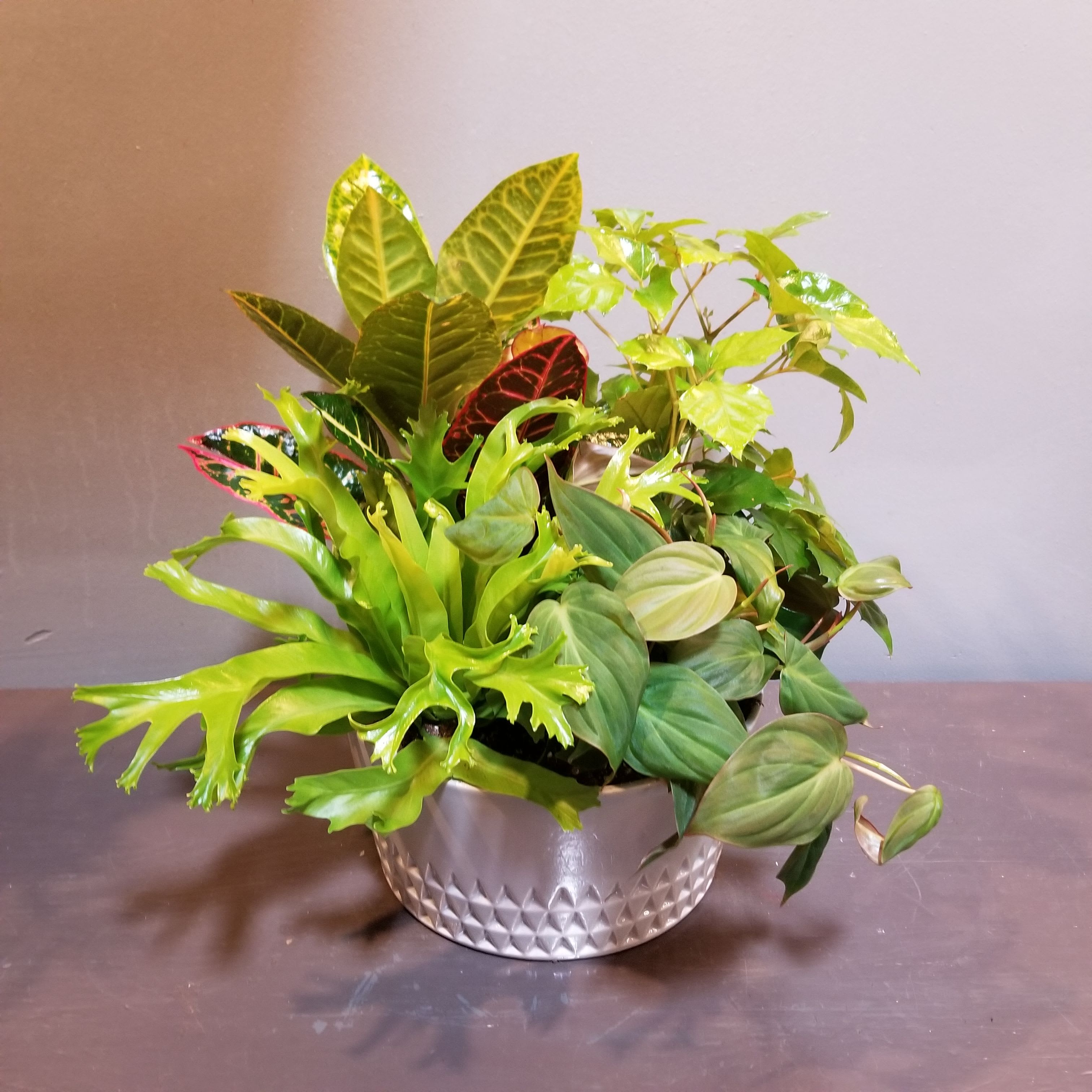 Plants: Emerald Garden - An assortment of coffee, birds nest fern, croton and philodendron plants arrive in a ceramic container. Measures approx. 14&quot;Tx14&quot;W.