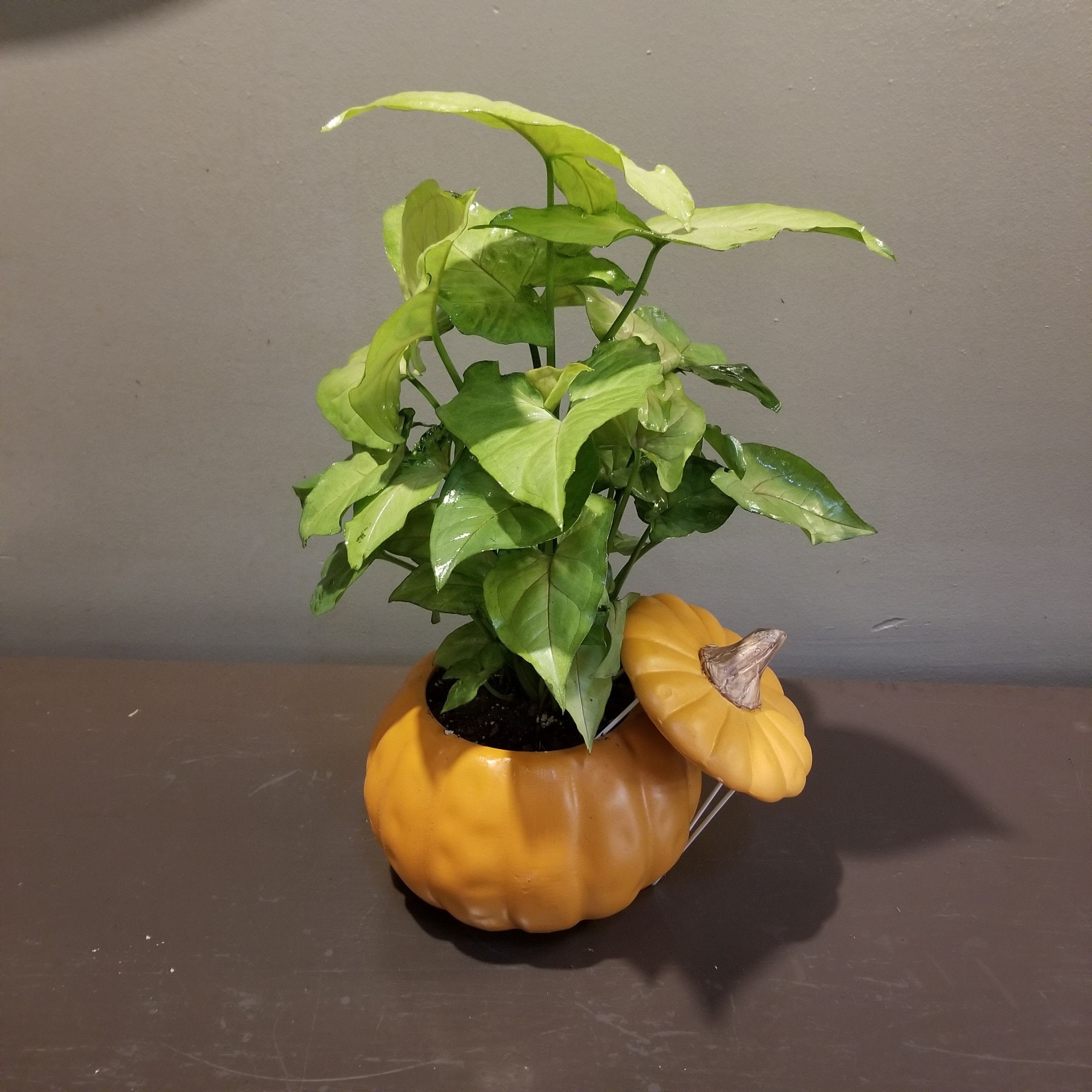 Plants: Syngonium in a Pumpkin Plants: Syngonium in a Pumpkin - The sweetest syngonium plant in a ceramic pumpkin! Measures approx. 15"Tx8"W.