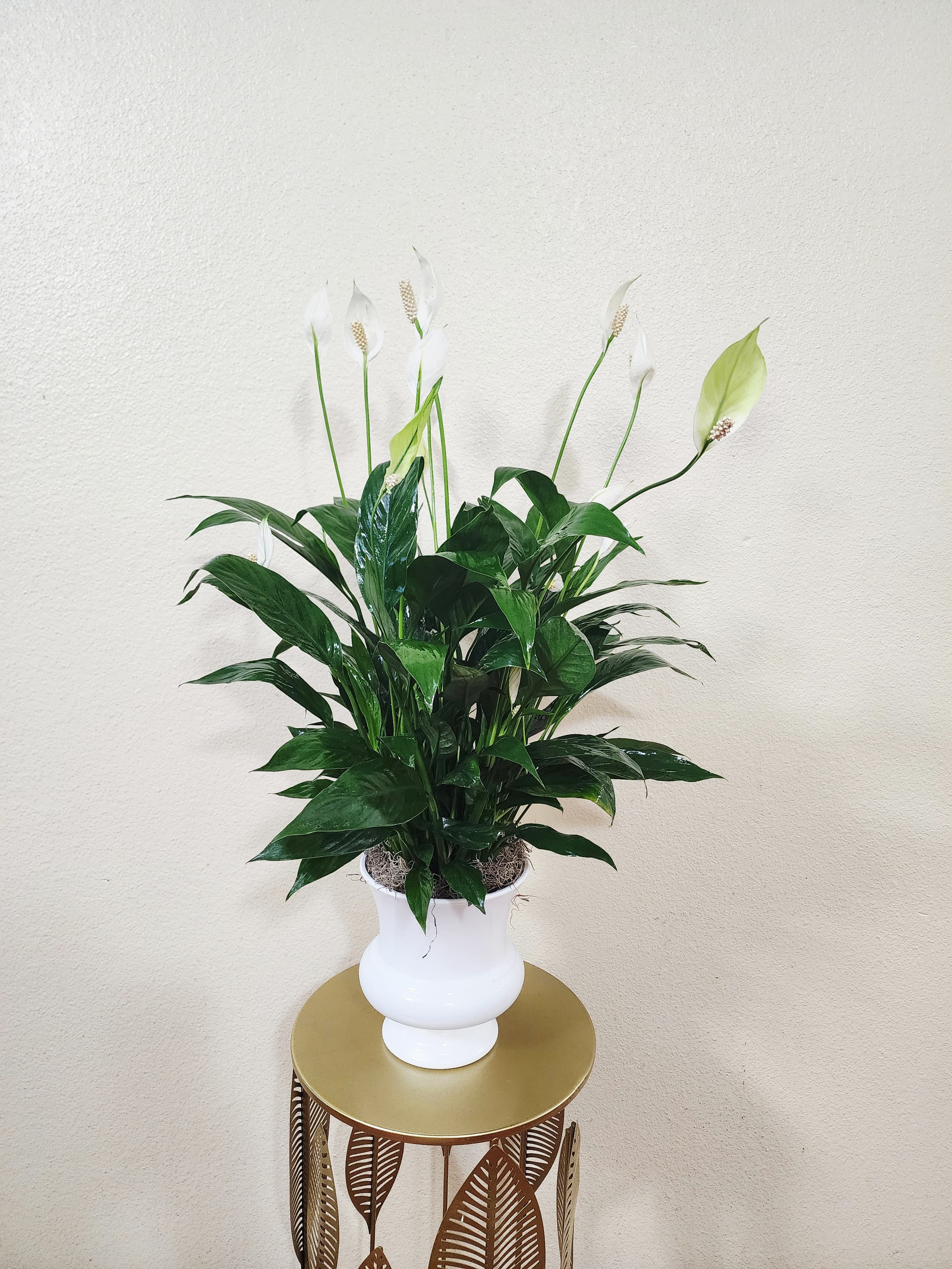 Spathiphyllum Plant  - 8 inches spathiphyllum plant, also known as a peace lily, set in a white container (container may vary). Peace Lily's are easy to grow and are known for their air toxin removing properties.