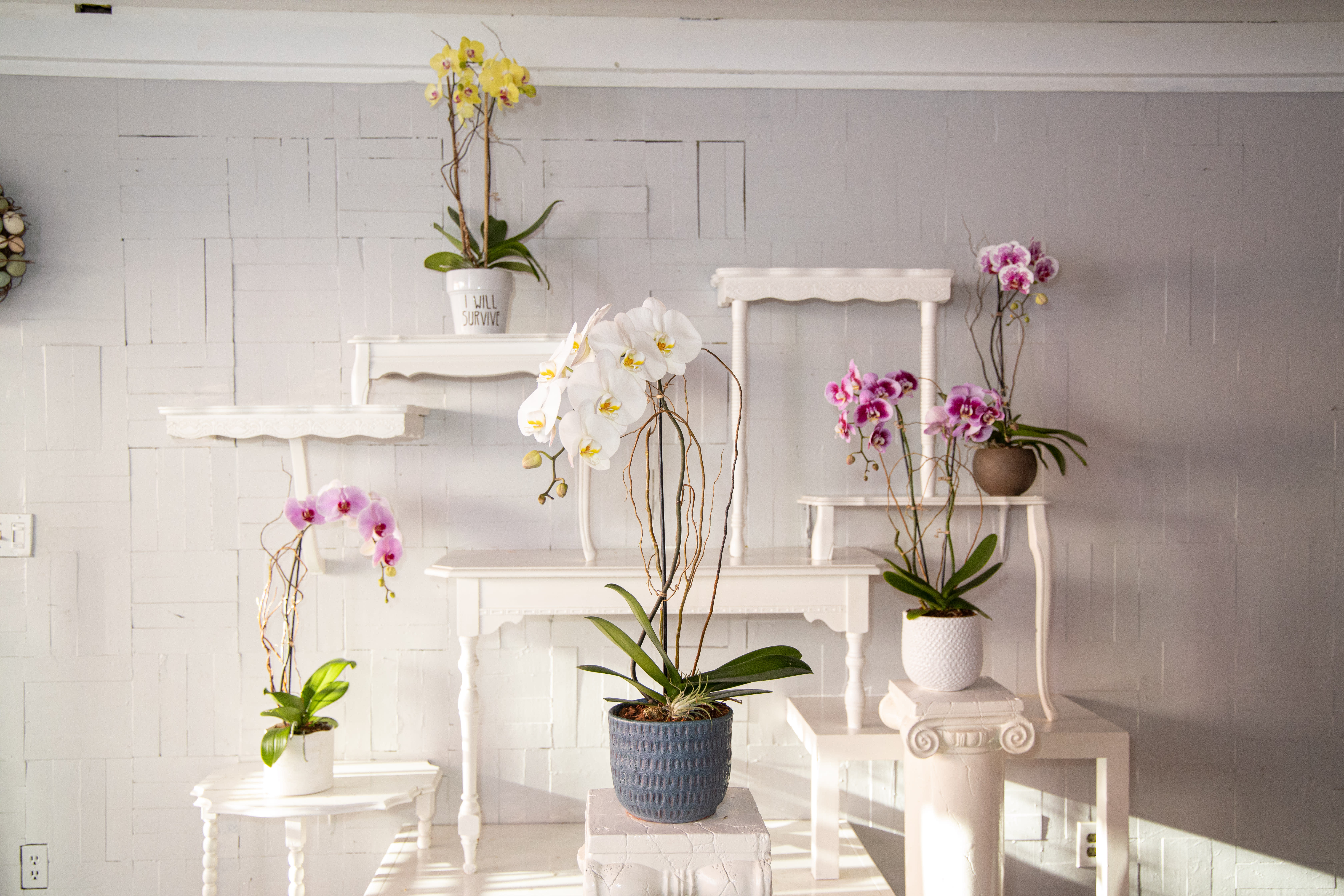 Mission-Dolores 3 - Orchid Plant Arrangement with a variety of colors displayed in a beautiful ceramic container. Available in single or multiple-stems and many other color options. Please indicate the desired color in the order form.