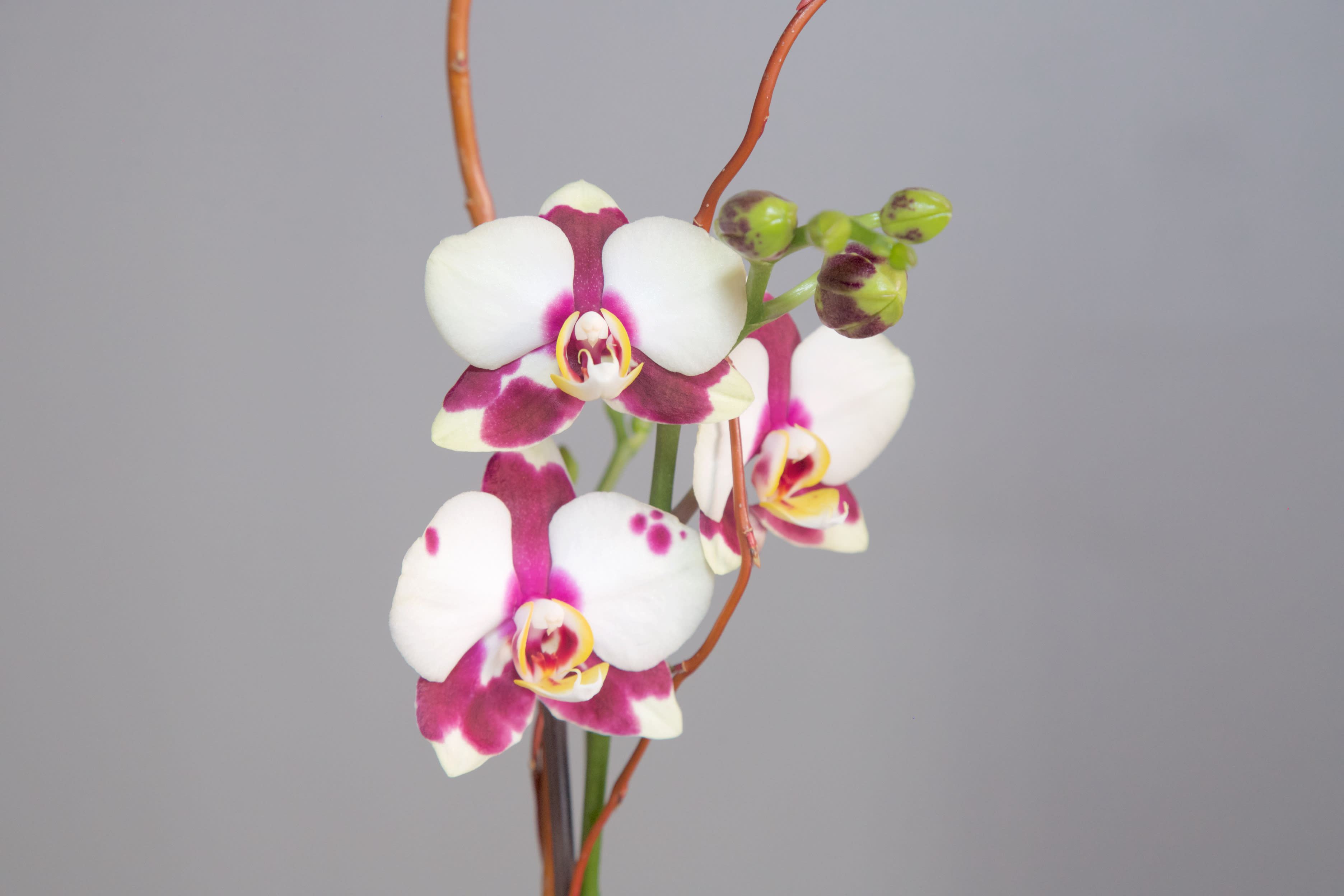 Telegraph Hill Orchids - Approx. 22&quot; Tall. This contemporary design makes for a perfect house-warming, host or just because gift.