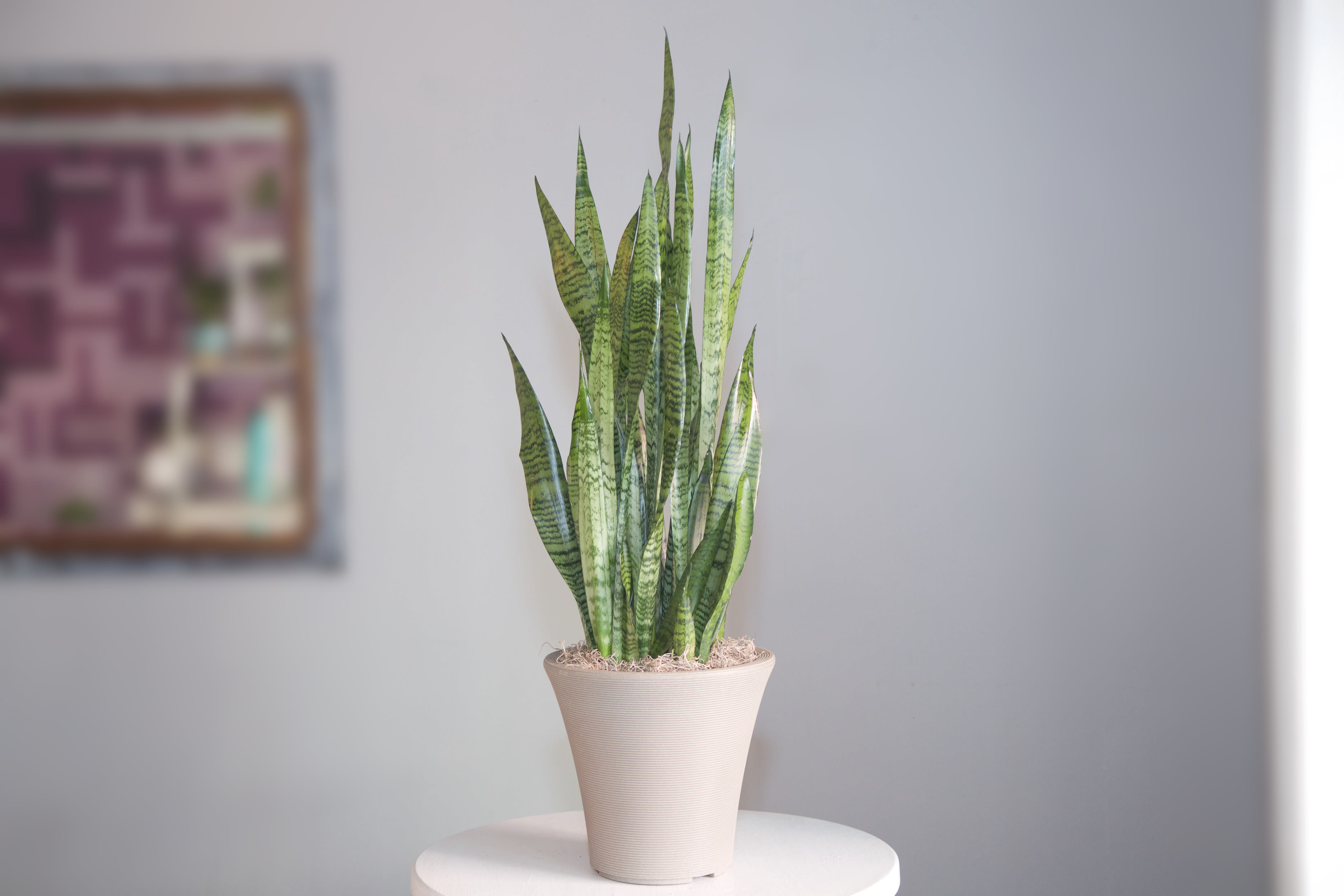 Serene green Sansevieria Plant - Make a long lasting - easy care - statement with this lovely Sansevieria Plant in a contemporary white ceramic vessel. Of course we can provide you with any indoor or outdoor variety of plant and vessel.