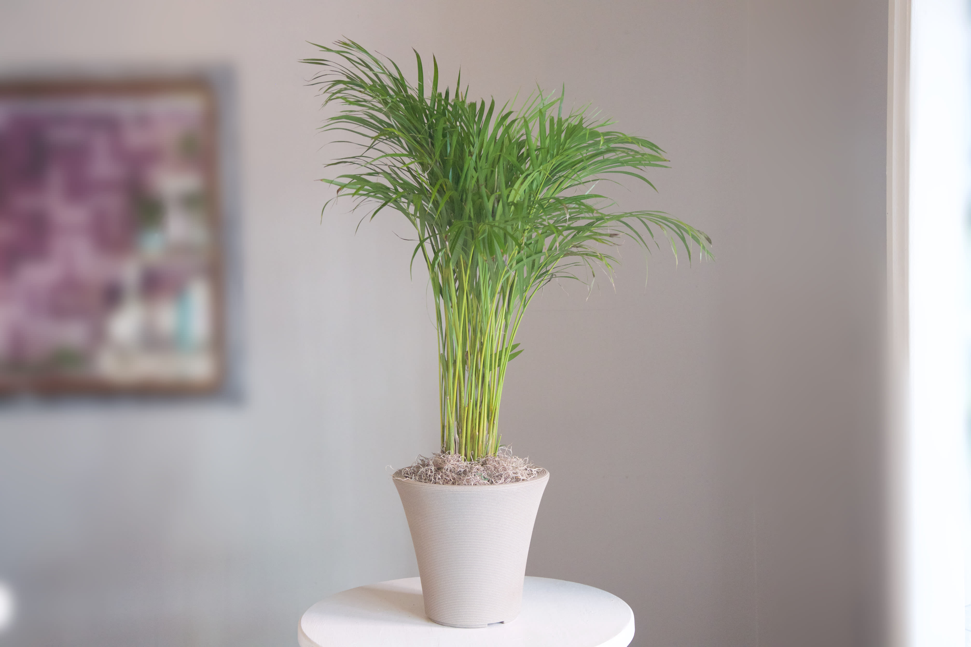Cool green Kentia Palm - Cool any environment with this awesome Kenita Palm plant nestled in a white ceramic pot. Of course, we can fulfill any plant specimen want that you have.