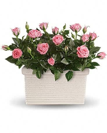 Rose Repose - Send a state of instant tranquility with this miniature rose garden! The soothing pink blossoms and the beautiful dark green leaves will deliver a fresh sense of calm for a long time. Two pretty pink miniature rose bushes are delivered in a white rectangular planter. Any time is the right time for a rose repose!