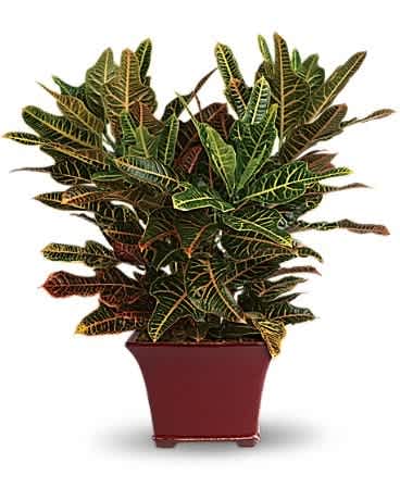 Stately Croton - The croton is dignified and delightful. Its glossy green leaves carry vibrant accents of red and orange, making it the perfect plant for a wide variety of locations. Easy to care for and easy to love, this is one plant that is sure to brighten everyone's day. An impressively graceful croton is delivered in an elegant burgundy footed planter. A grand gesture indeed!