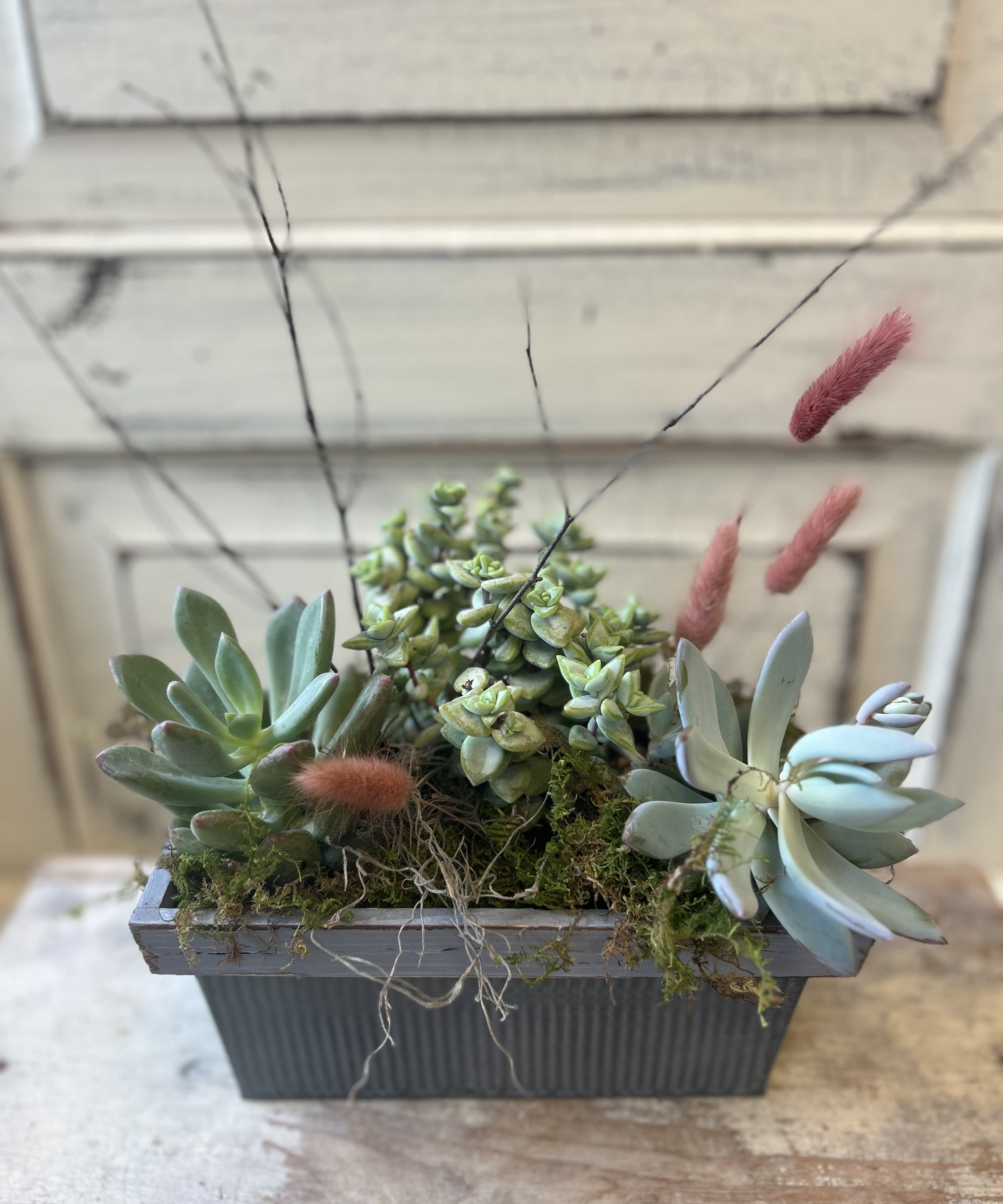 Cute Little Succulent Planter - Three succulent plants are nestled in mosses with accents of dried bunny grass and birch tips. The wooden and metal container measures 9&quot; long.