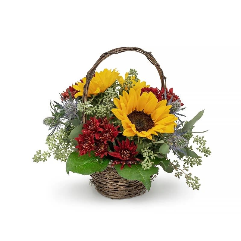 Autumn Basket - Brown basket filled with fall flowers including beautiful sunflowers, burgundy cushion mums, blue thistle, seeded eucalyptus and bright green salah. 